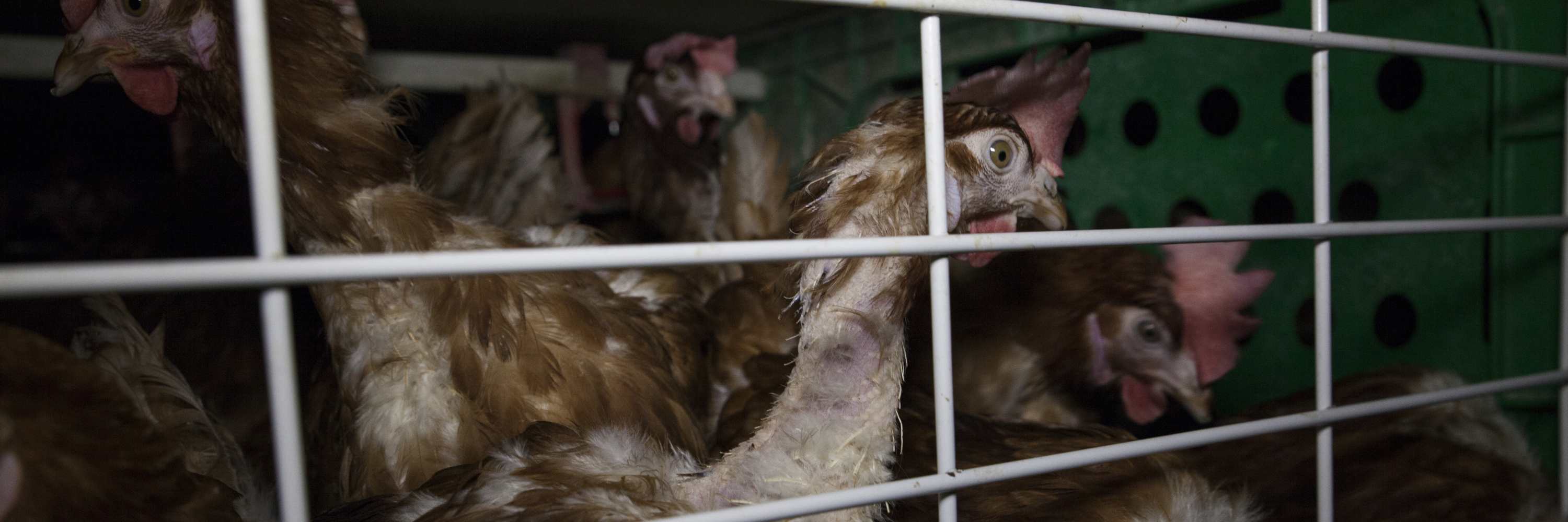 Gallinas enjauladas en España