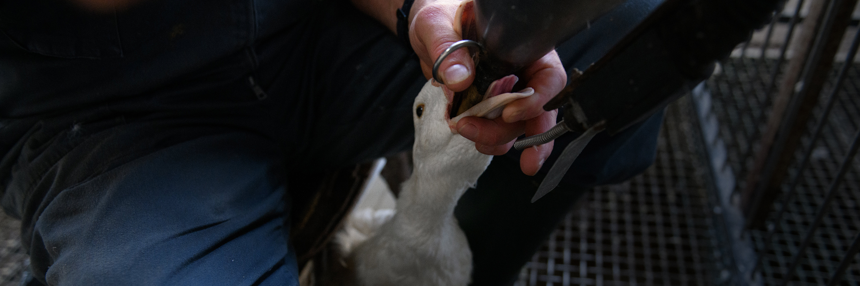 Pato siendo alimentado a la fuerza en granja de foie gras.