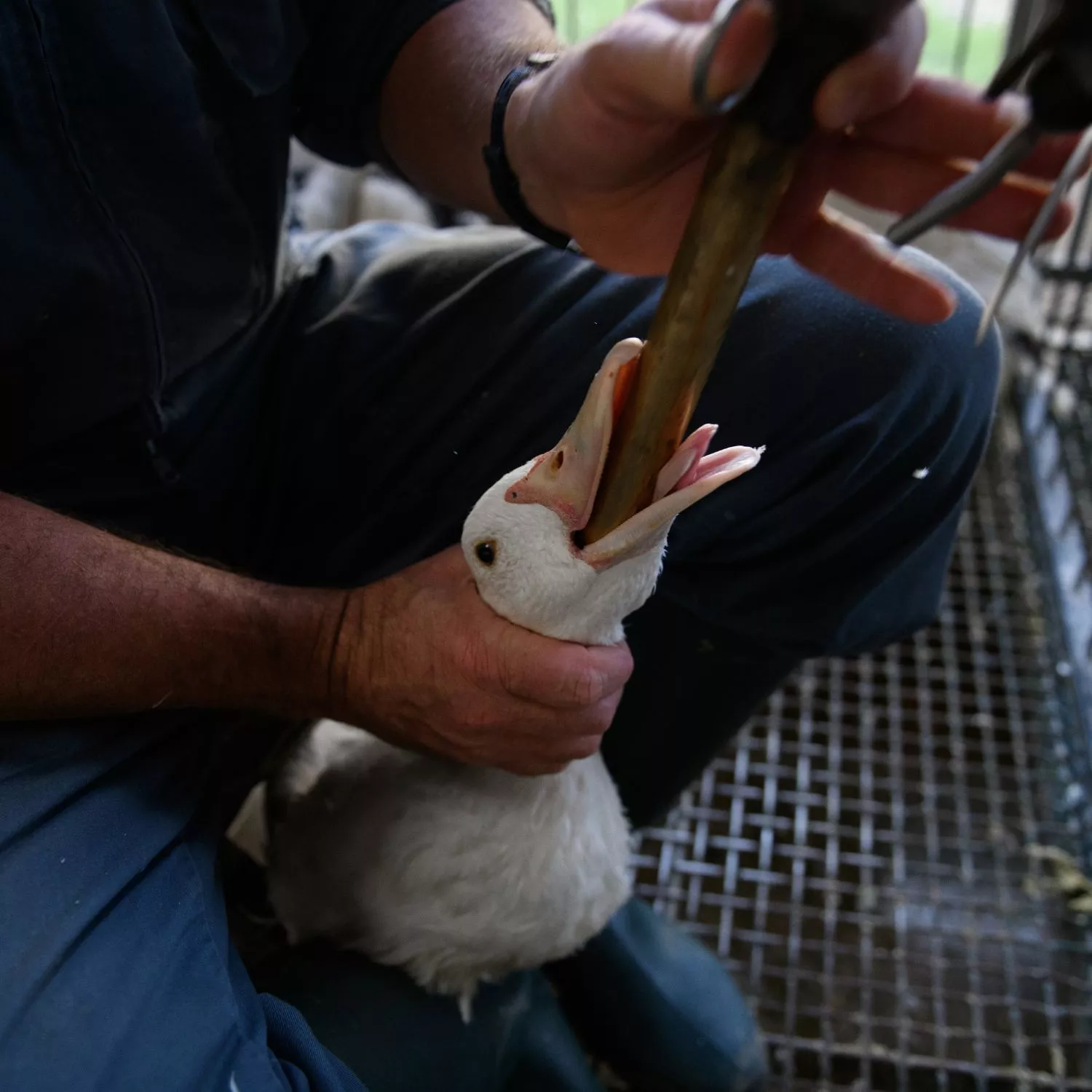 Más de 500 comentarios en redes rechazan la promoción del foie gras entre los jóvenes