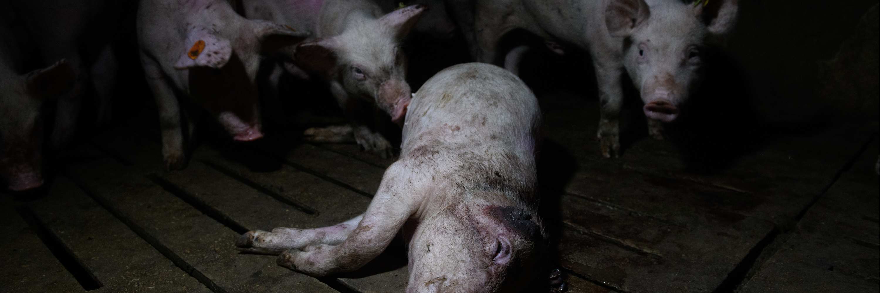 Cerdo agonizando en granja en España