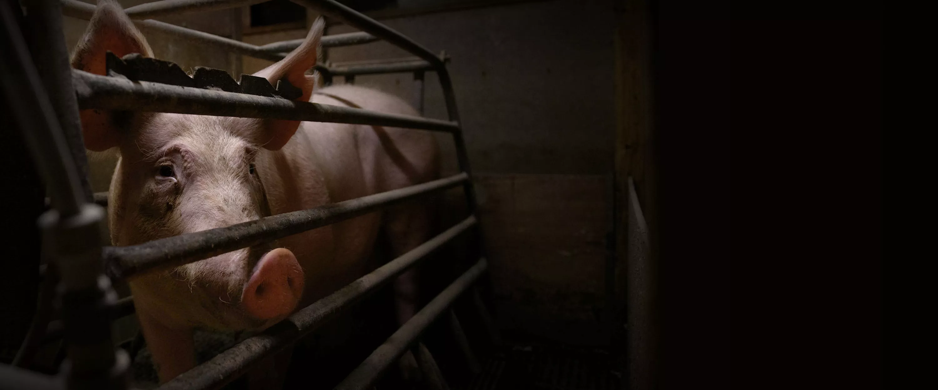 Cerdo con cara triste mira a través de os barrotes de la jaula. Está en una granja.