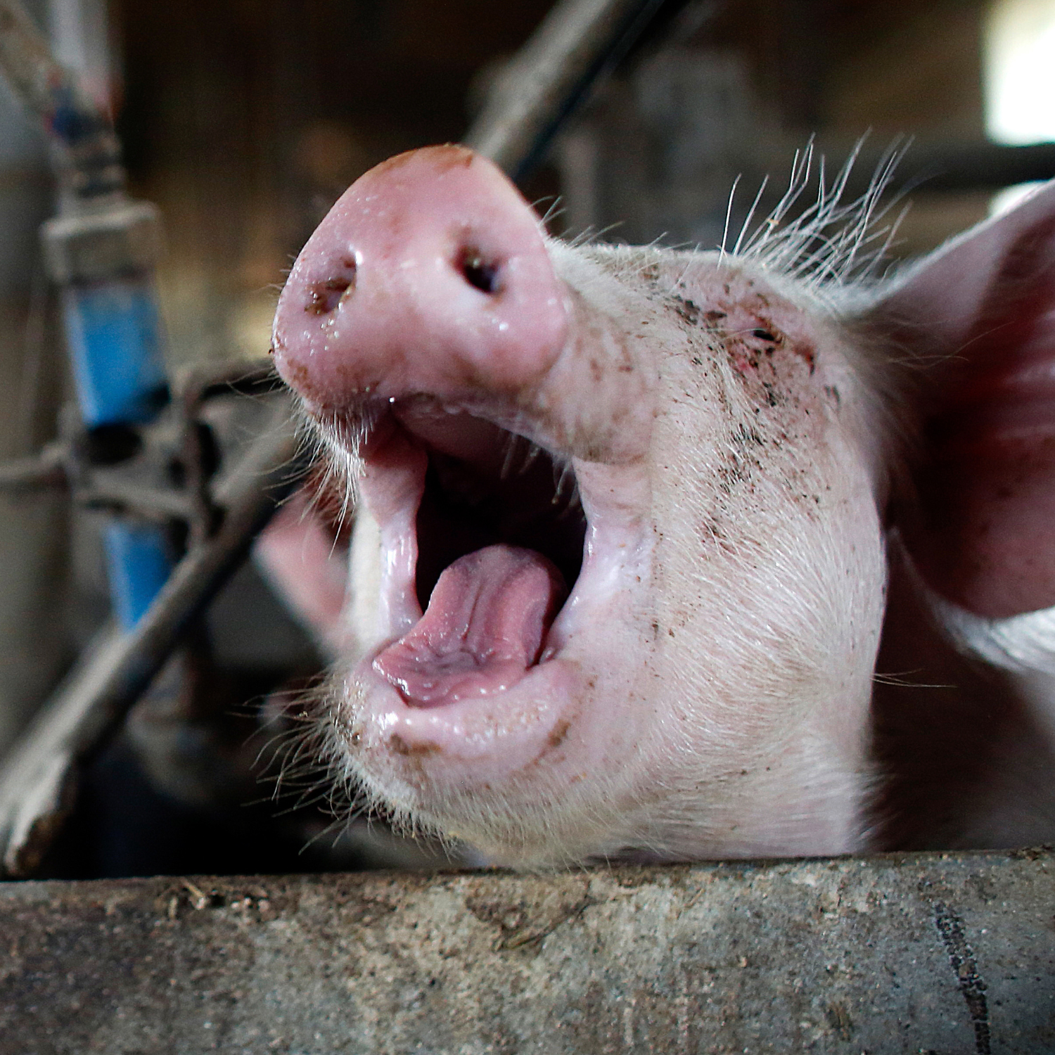 Se ve un cerdo con la boca abierta parece estar gritando de angustia dentro de una granja
