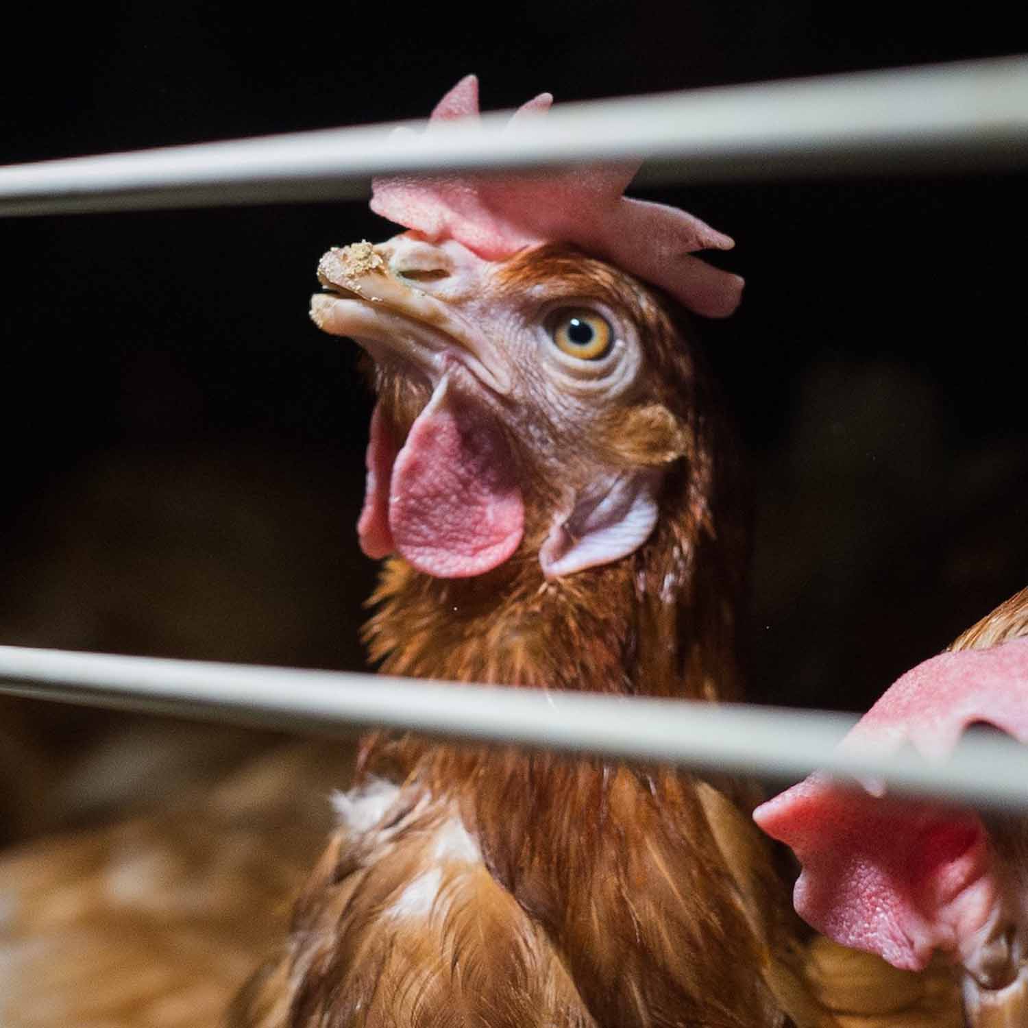 Gallina enjaulada en una granja de huevos de España