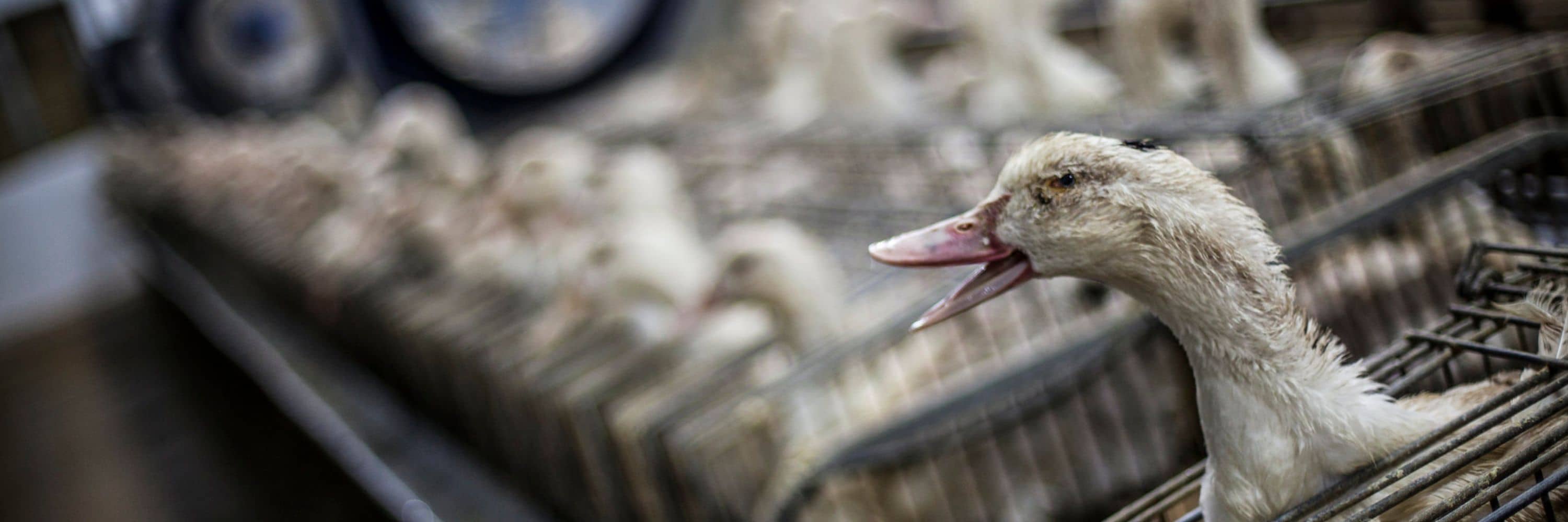 Un pato se asoma hasta el cuello desde una jaula donde lo mantienen encerrado en una granja de producción en Caracierzos, España.