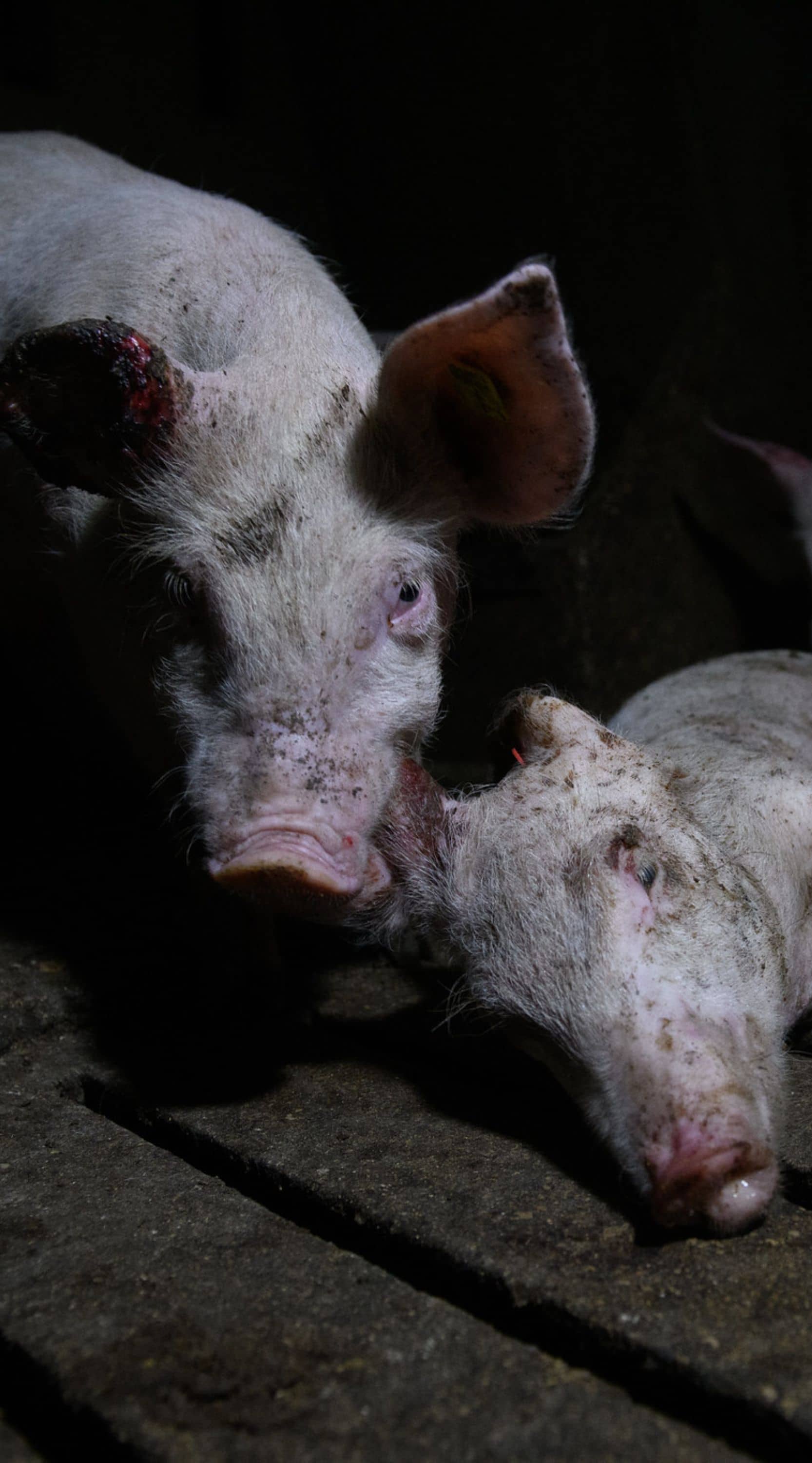 Un cerdo mira a la cámara mientras permanece de pie al lado de un cerdo moribundo en una granja industrial de cerdos de España.