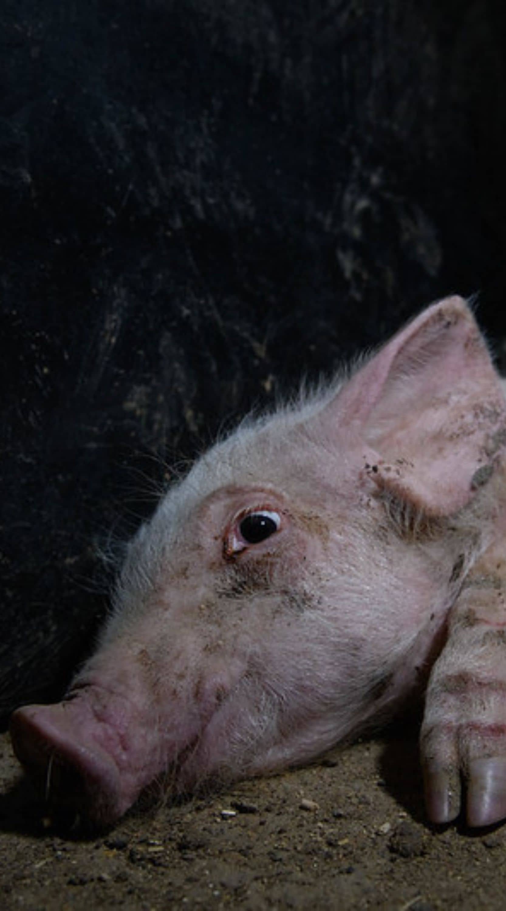 Un lechón adolorido permanece echado en el suelo de una granja industrial con la mirada perdida en el vacío.