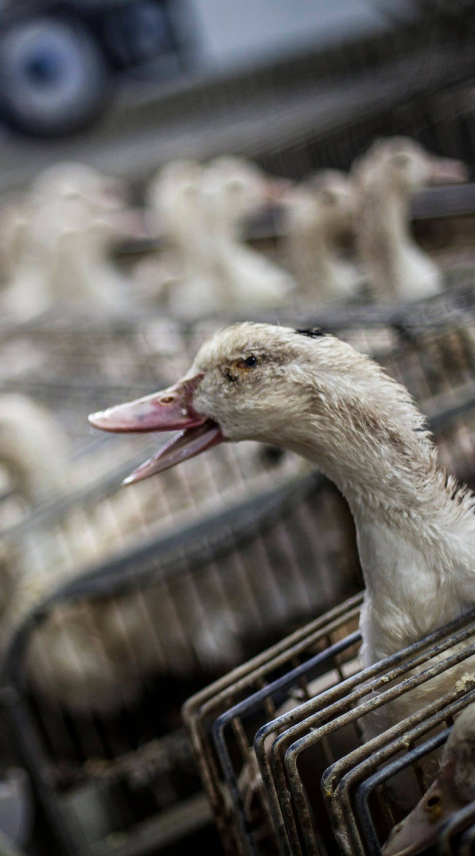 Un pato se asoma hasta el cuello desde una jaula donde lo mantienen encerrado en una granja en Caracierzos, España.