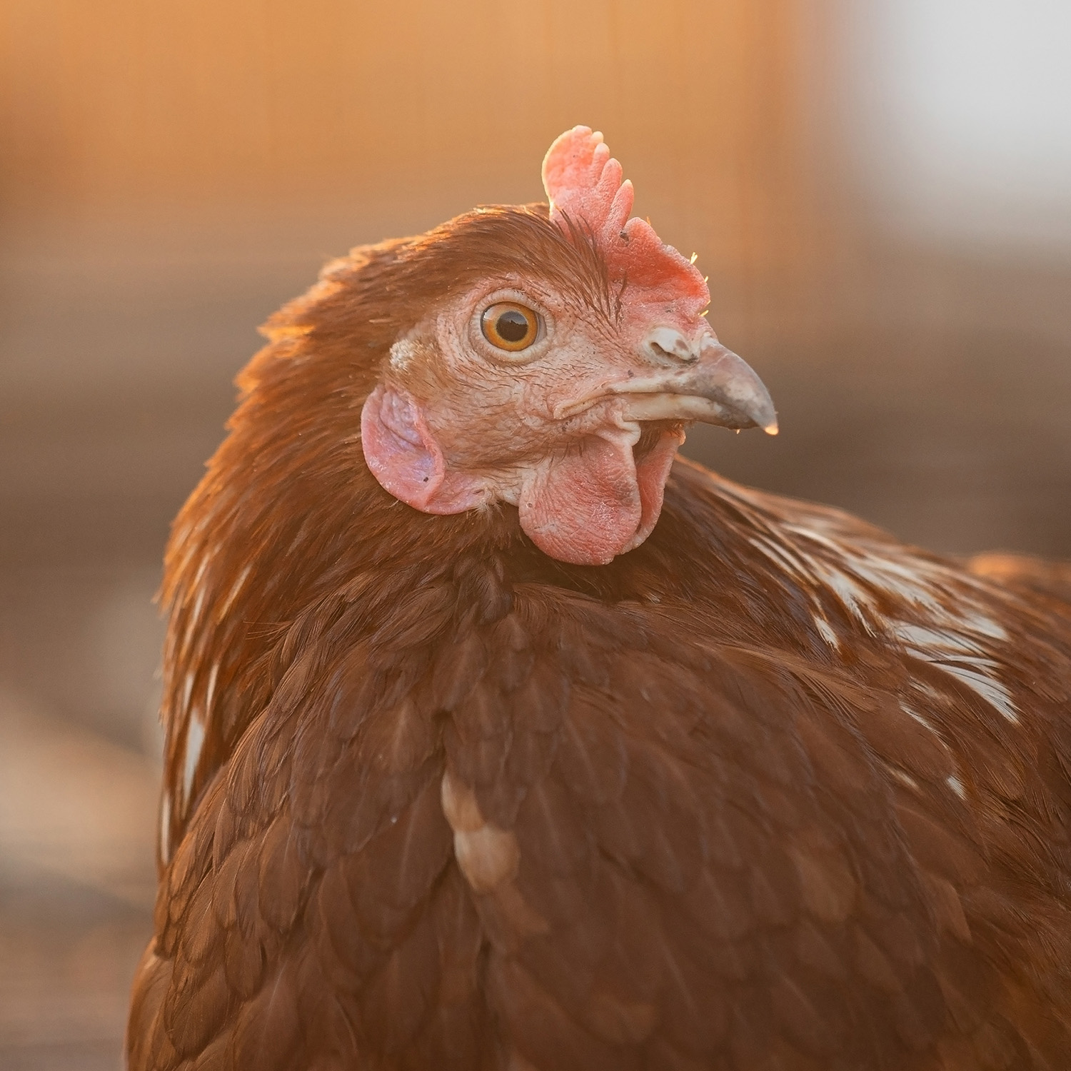 Gallina libre de jaula