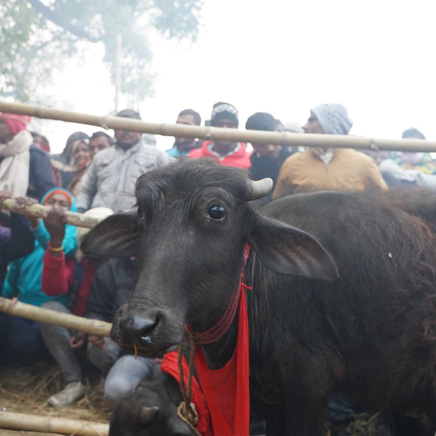 Búfalo va a ser sacrificado en festival de Gadhimai