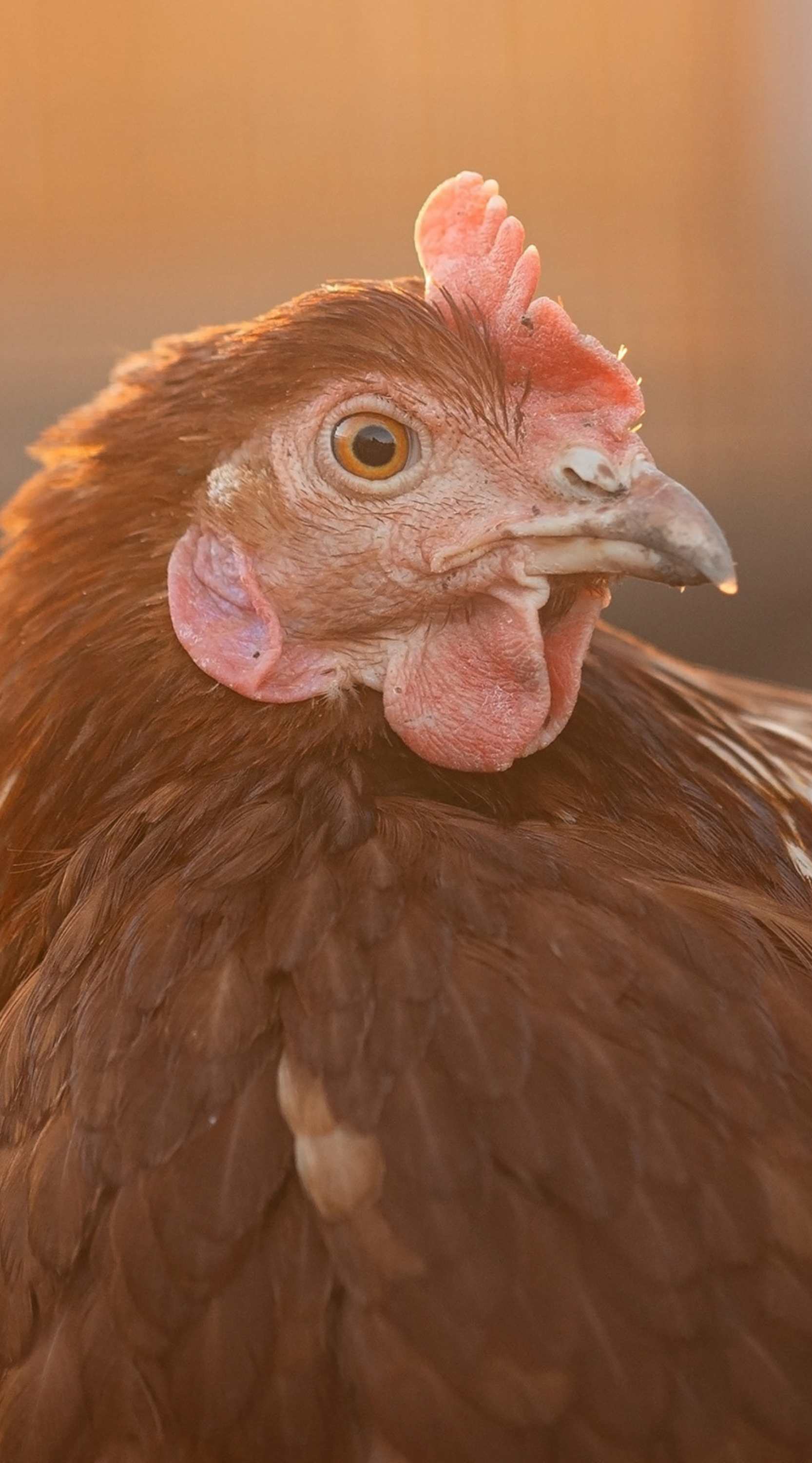 Gallina libre de jaula