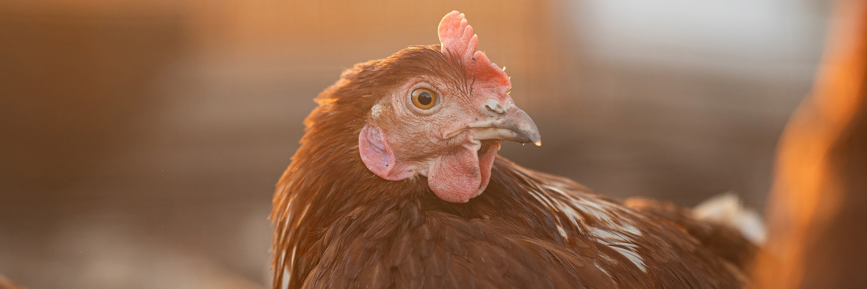 Gallina libre de jaula