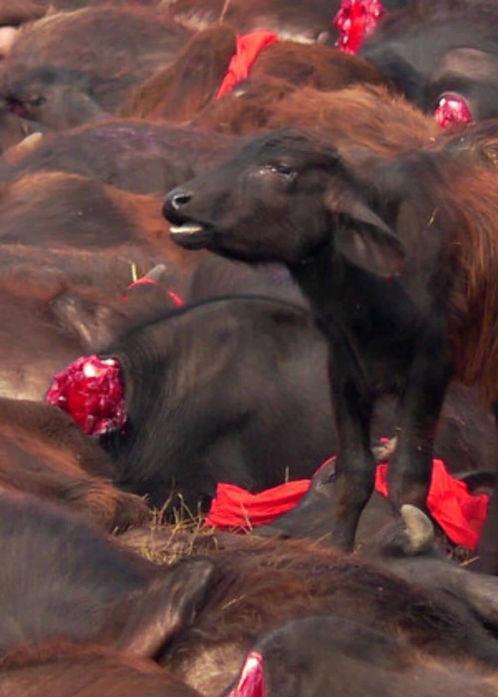 Una cría de búfalo permanece de pie rodeado de los cadáveres de otros búfalos en el Festival de Gadhimaien 2014.