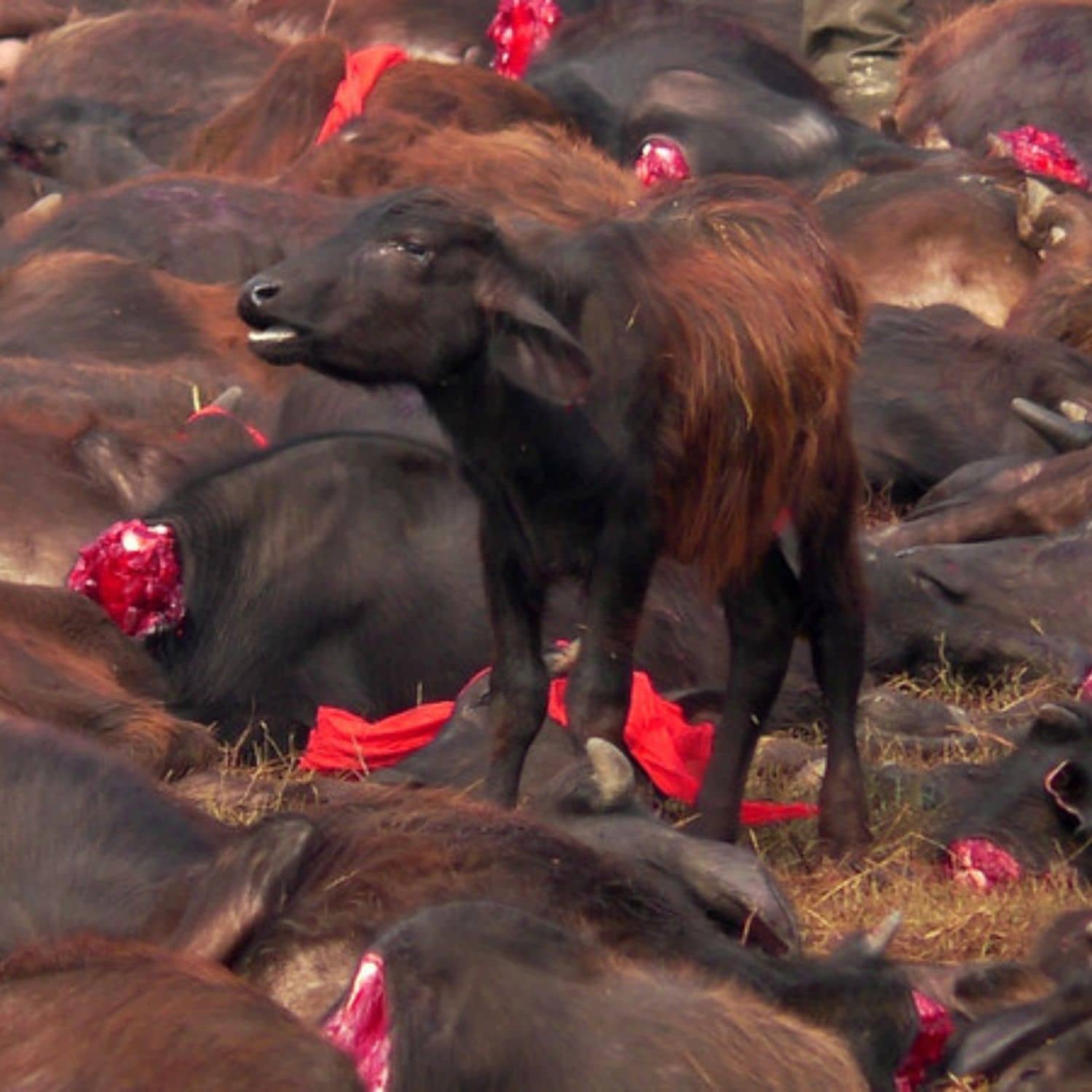 Una cría de búfalo permanece de pie rodeado de los cadáveres de otros búfalos en el Festival de Gadhimaien 2014.