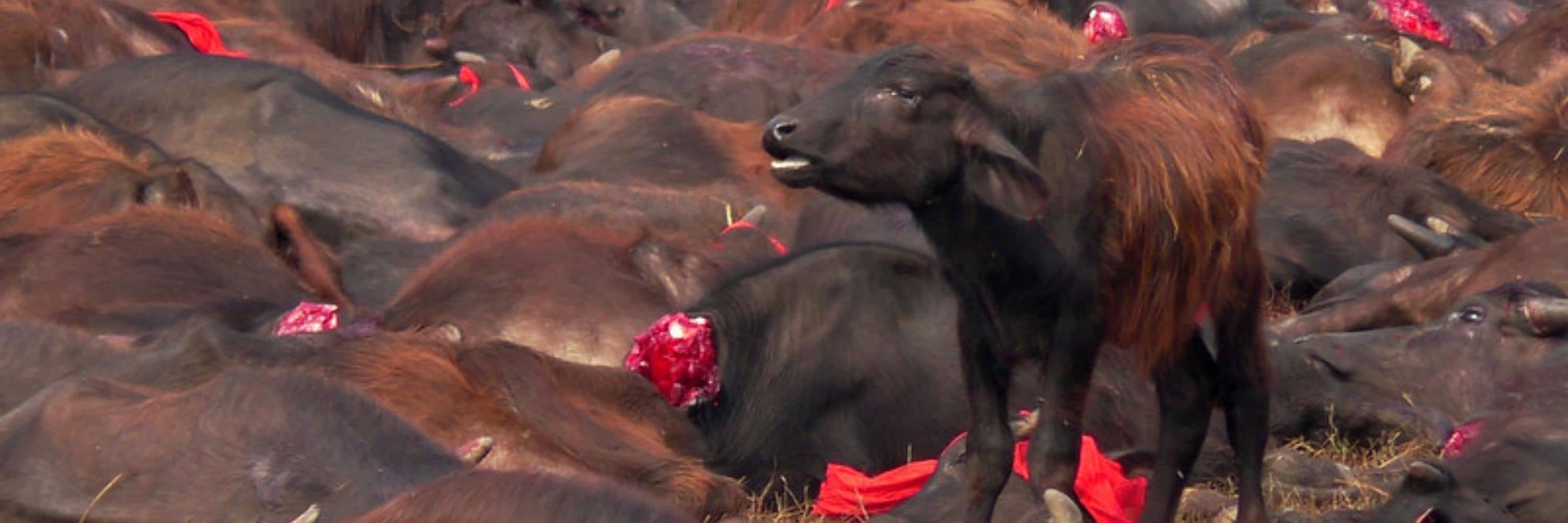 Una cría de búfalo permanece de pie rodeado de los cadáveres de otros búfalos en el Festival de Gadhimaien 2014.