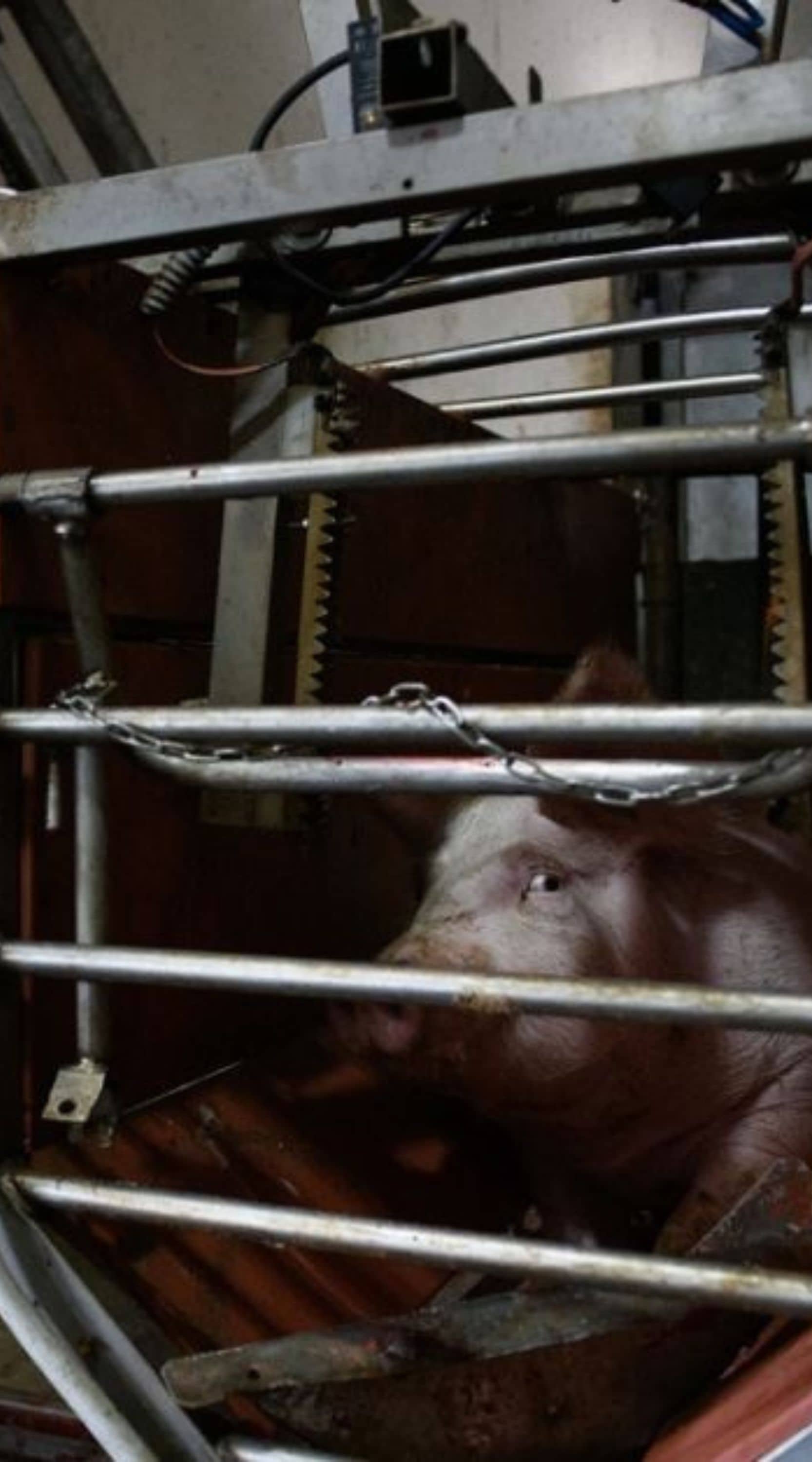 Un cerdo mira a la cámara desde el cajón de aturdimiento poco antes de ser matado.