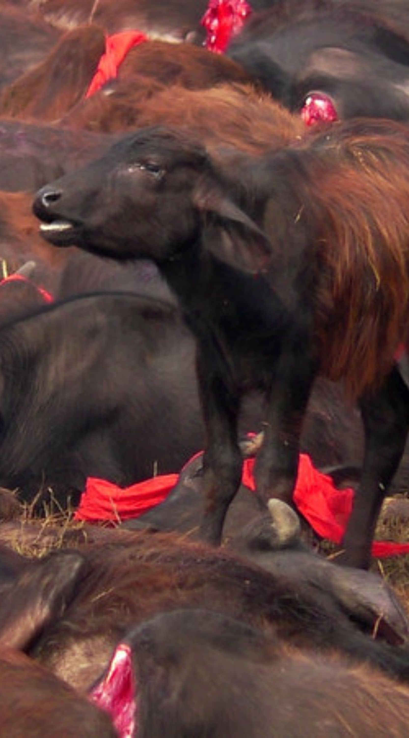 Una cría de búfalo permanece de pie rodeado de los cadáveres de otros búfalos en el Festival de Gadhimaien 2014.