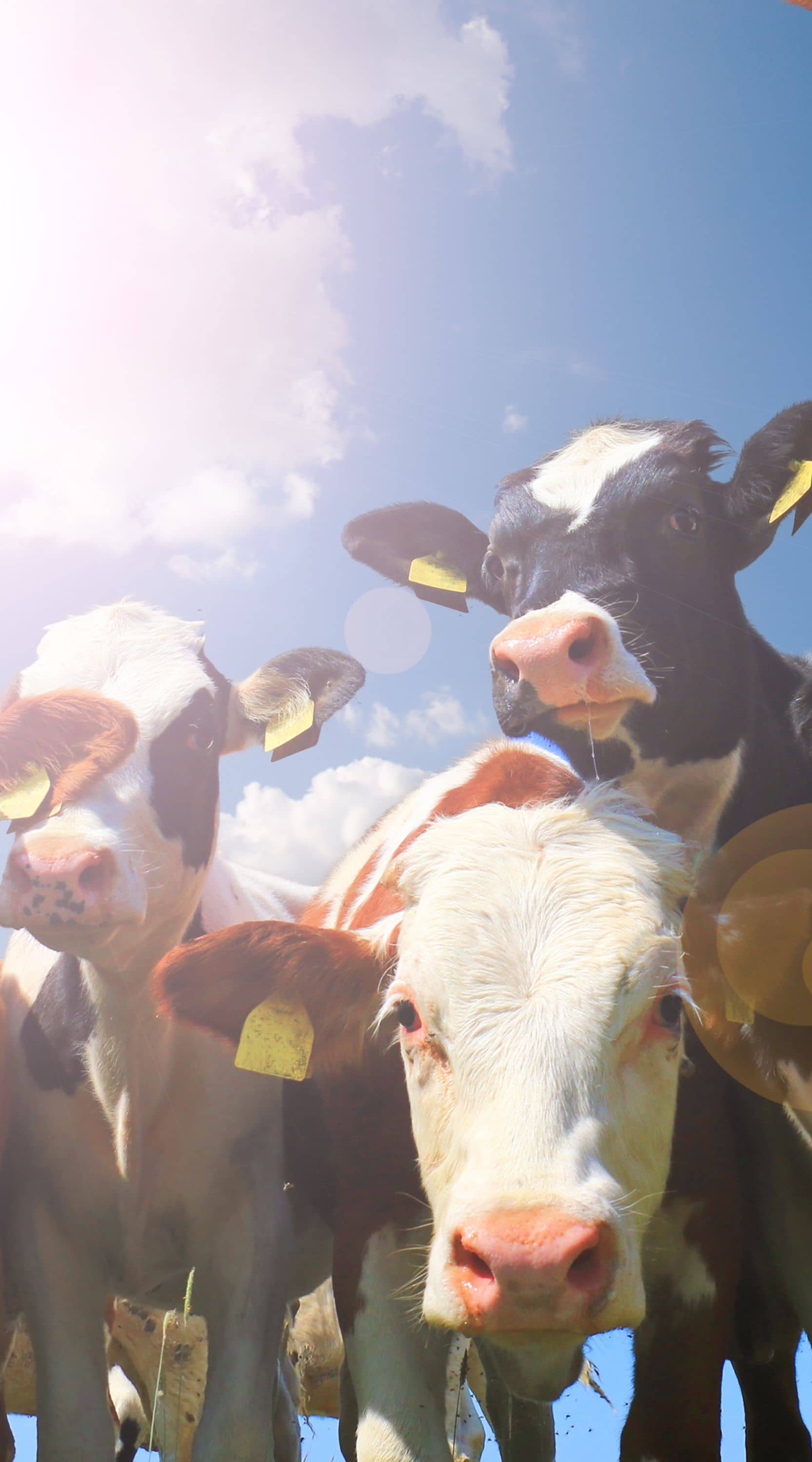 Un grupo de vacas mira a la cámara con curiosidad.
