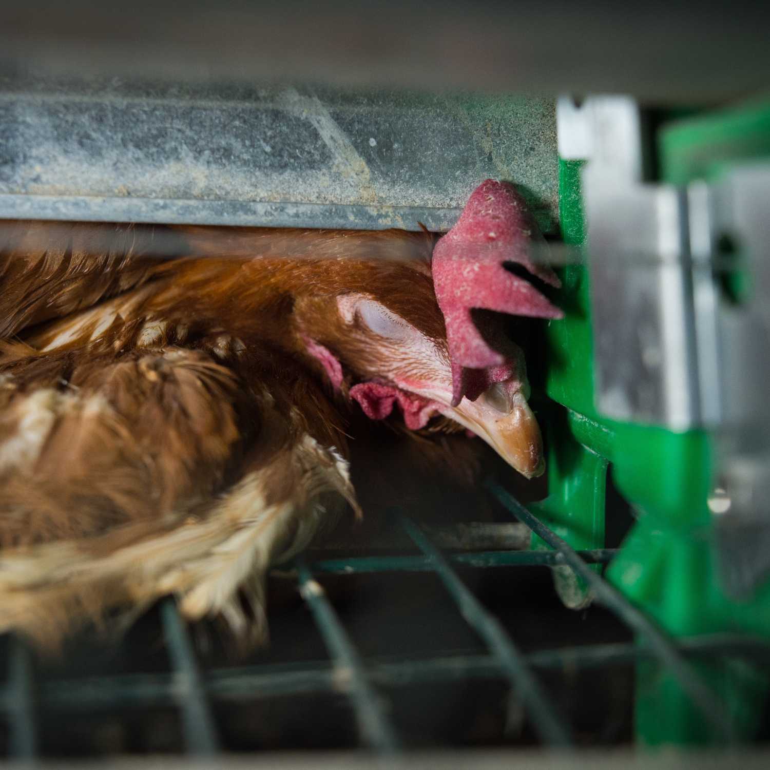 Gallina enjaulada en España