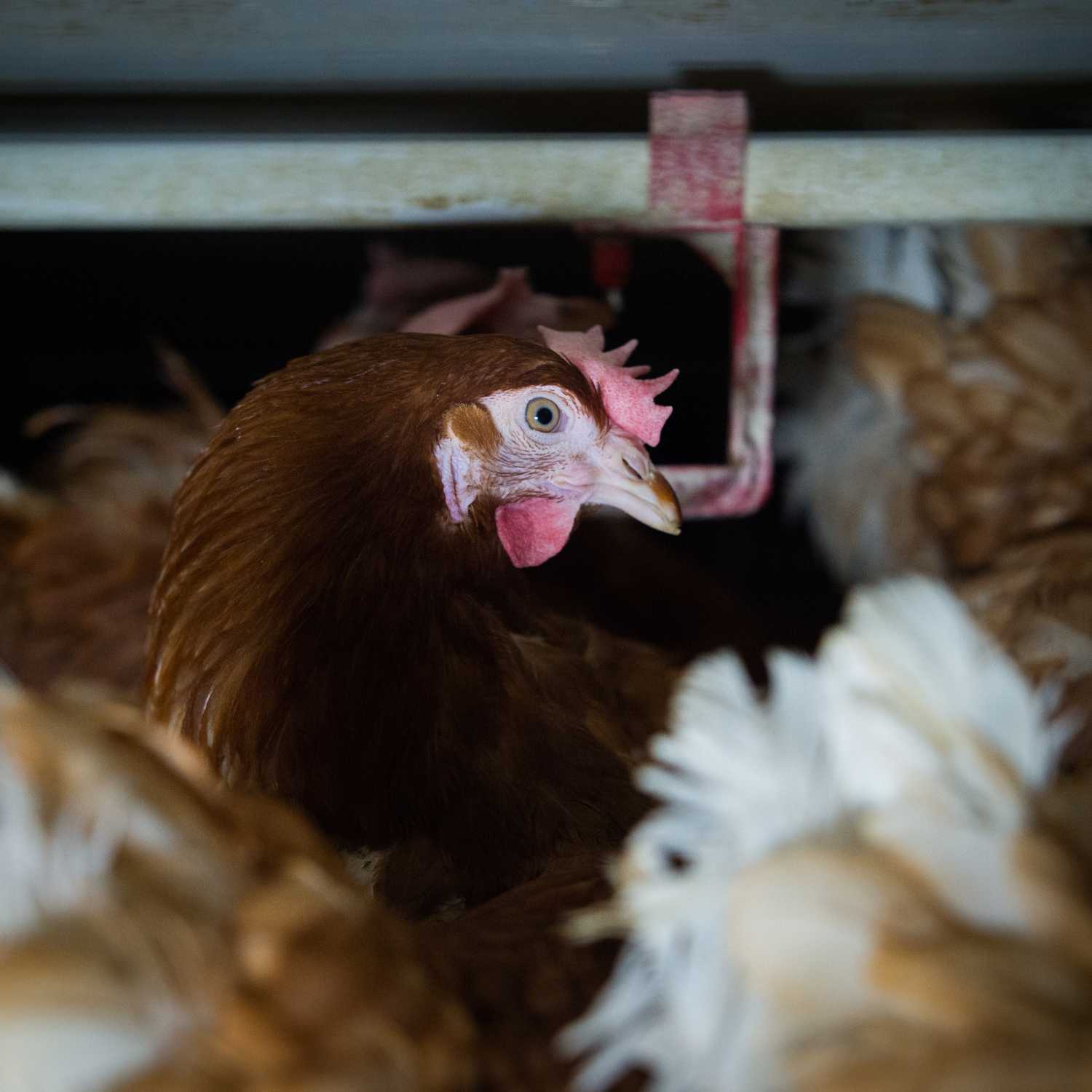 Gallina enjaulada