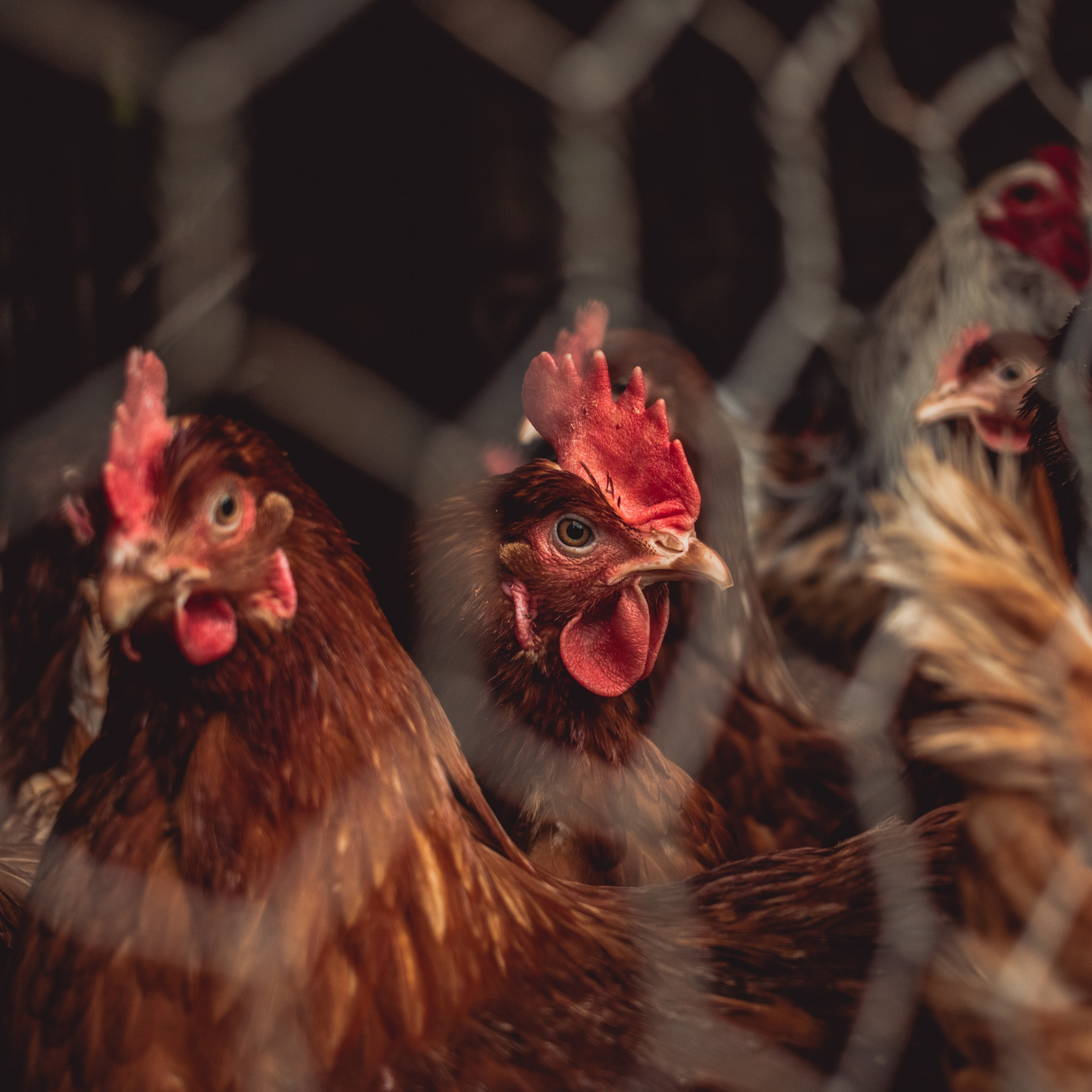 Gallinas libres de jaula