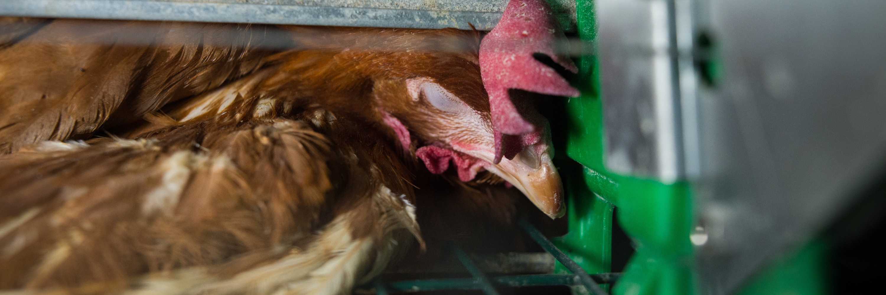 Gallina enjaulada en España