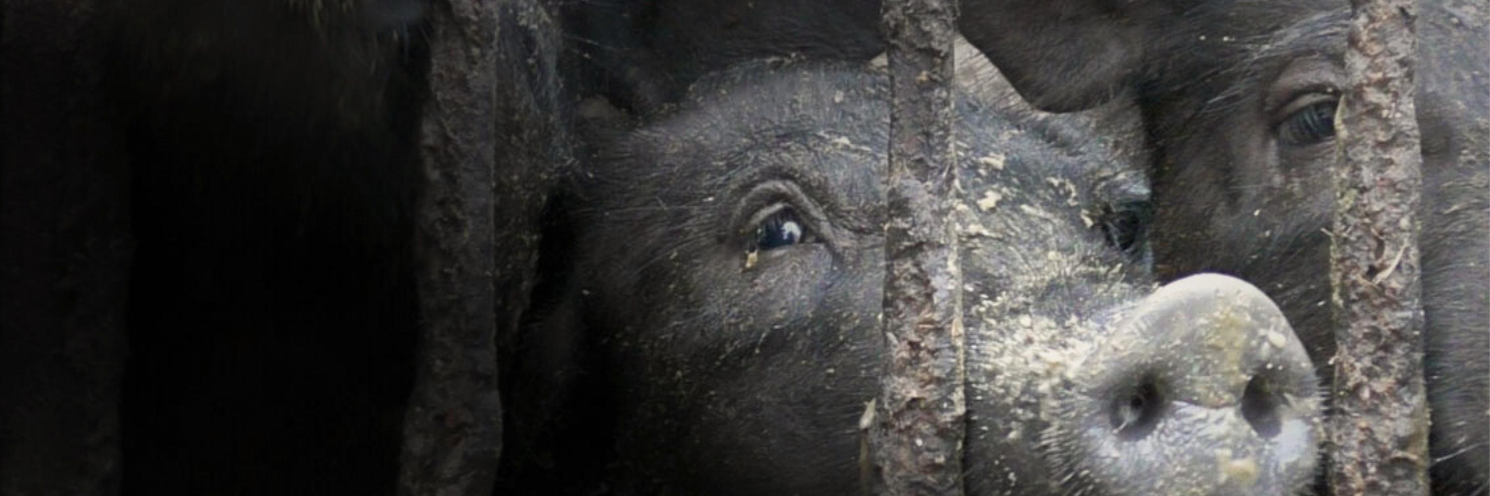 Cerdo enjaulado en India