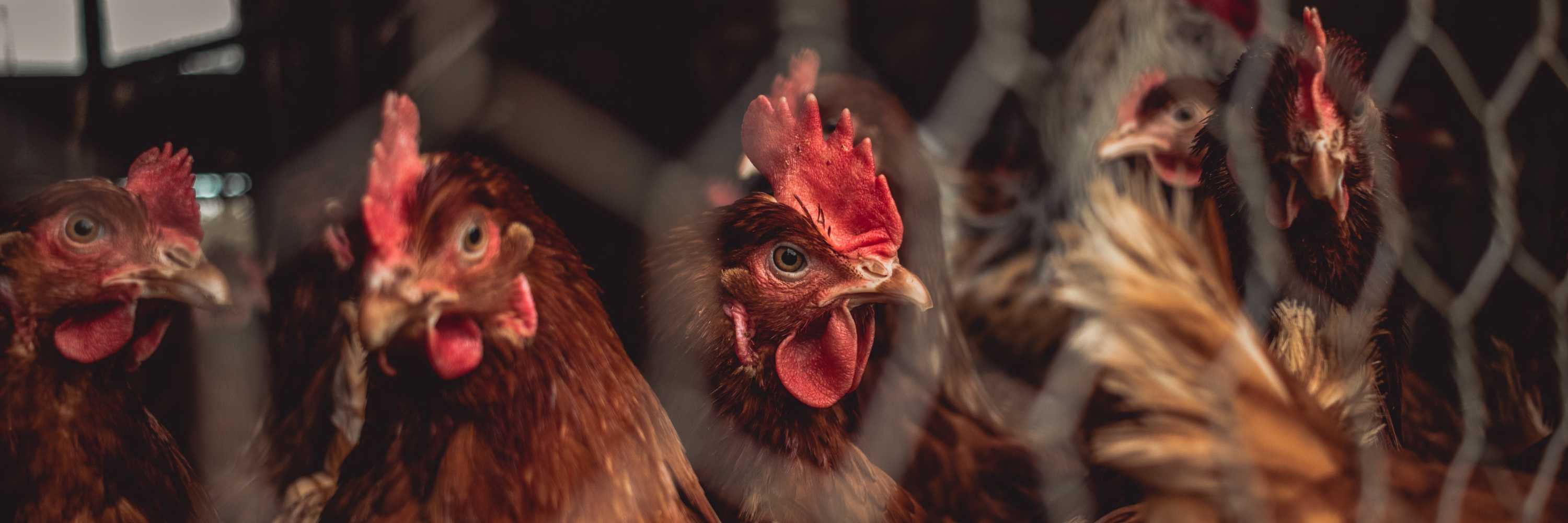 gallinas libres de jaula