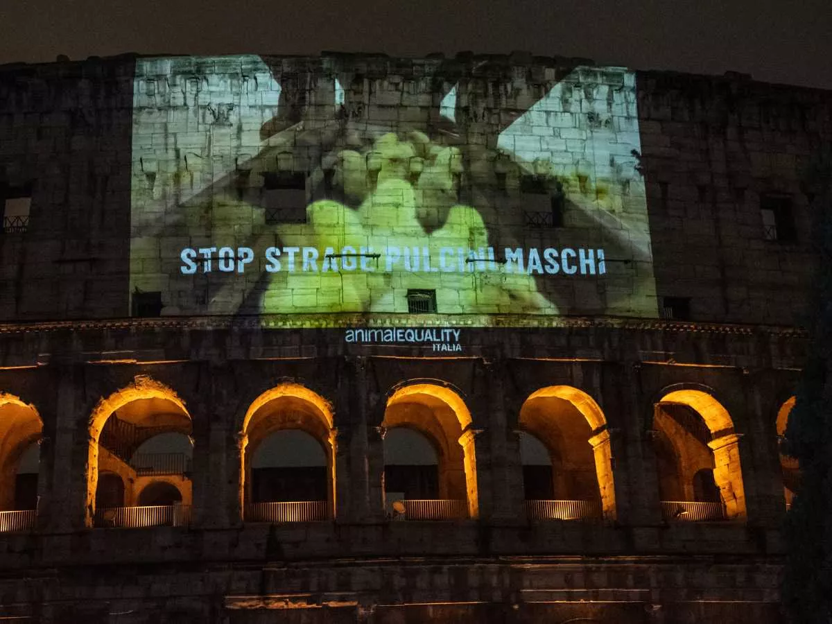 Coliseo iluminado pollitos macho