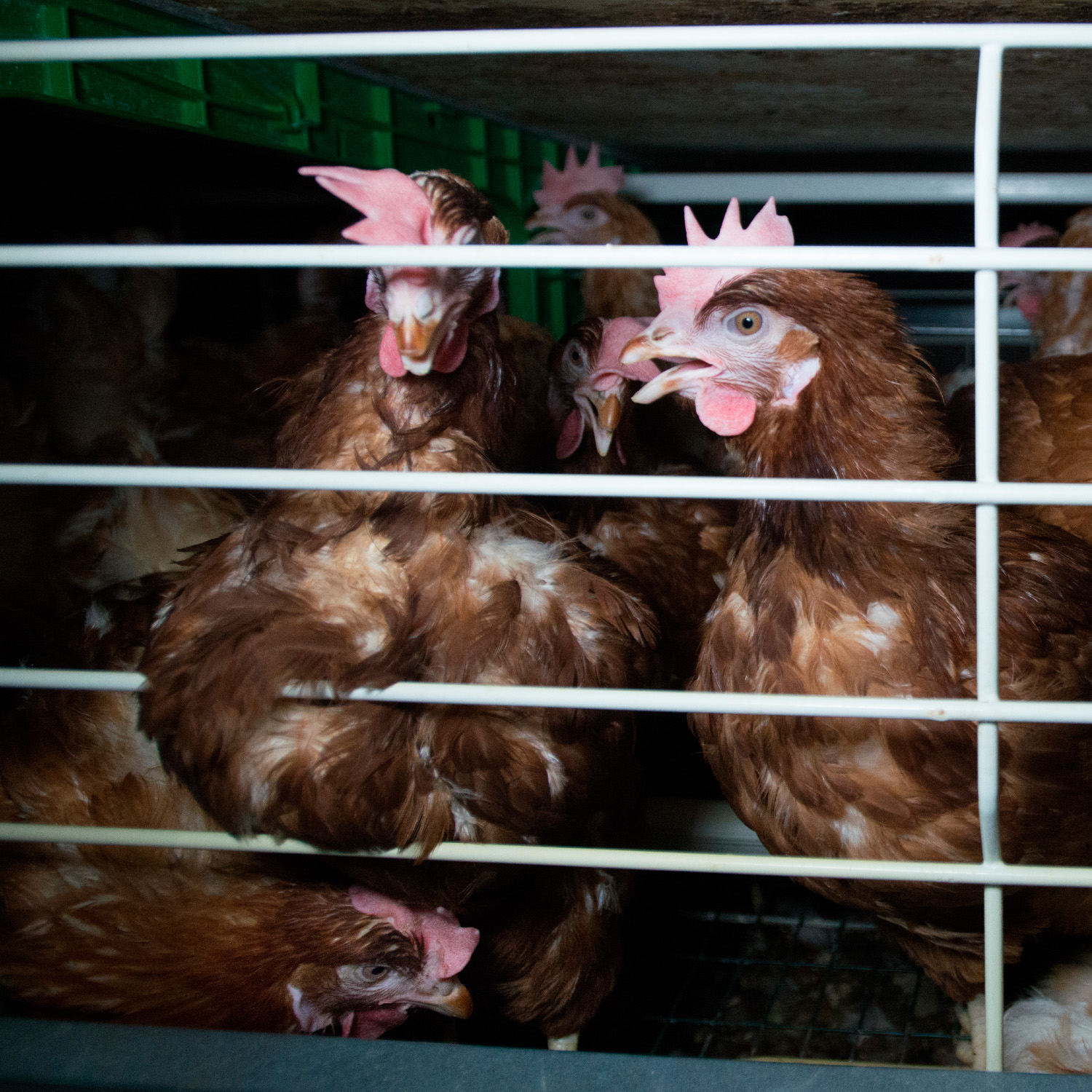 Gallinas enjauladas en España