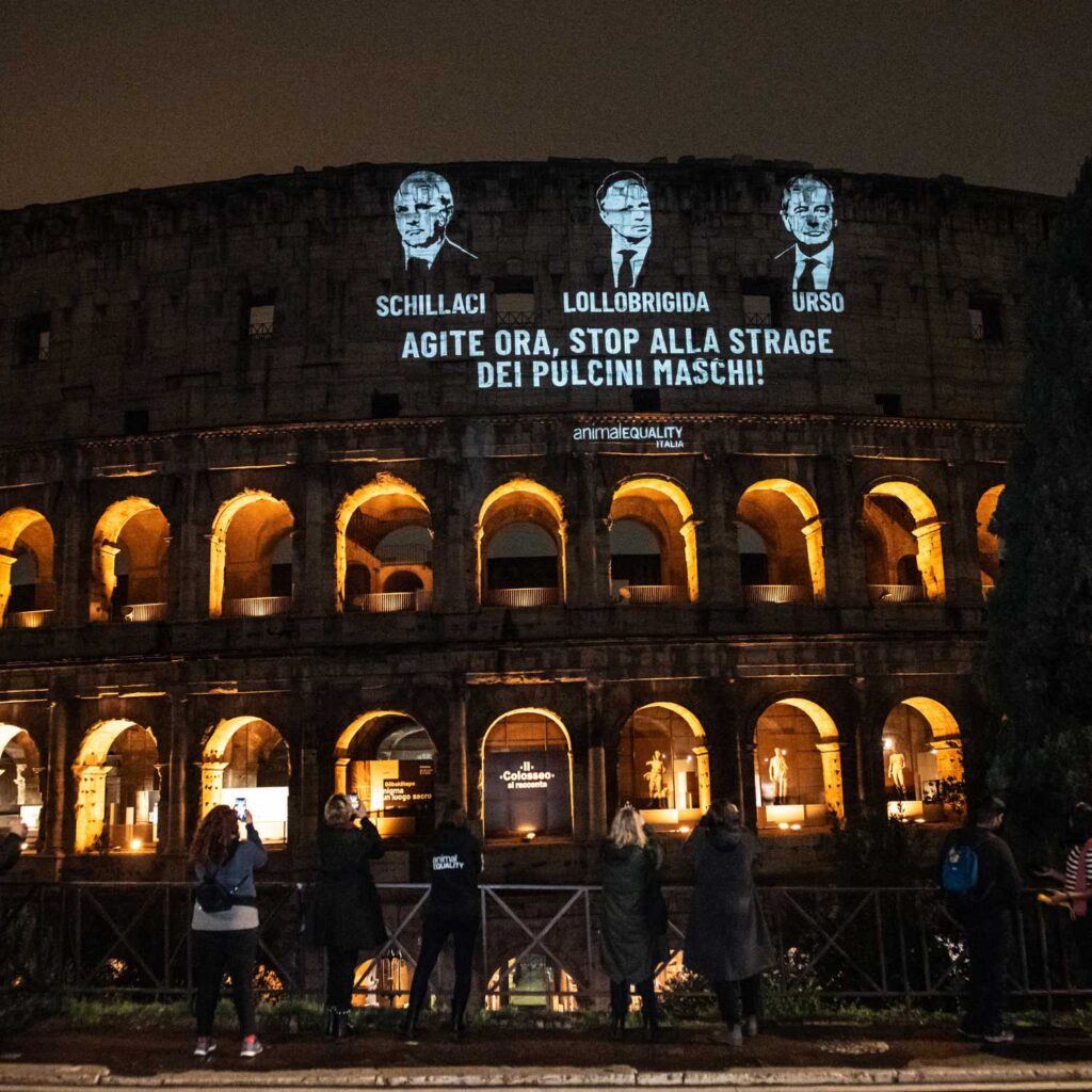 Coliseo iluminado pollitos macho