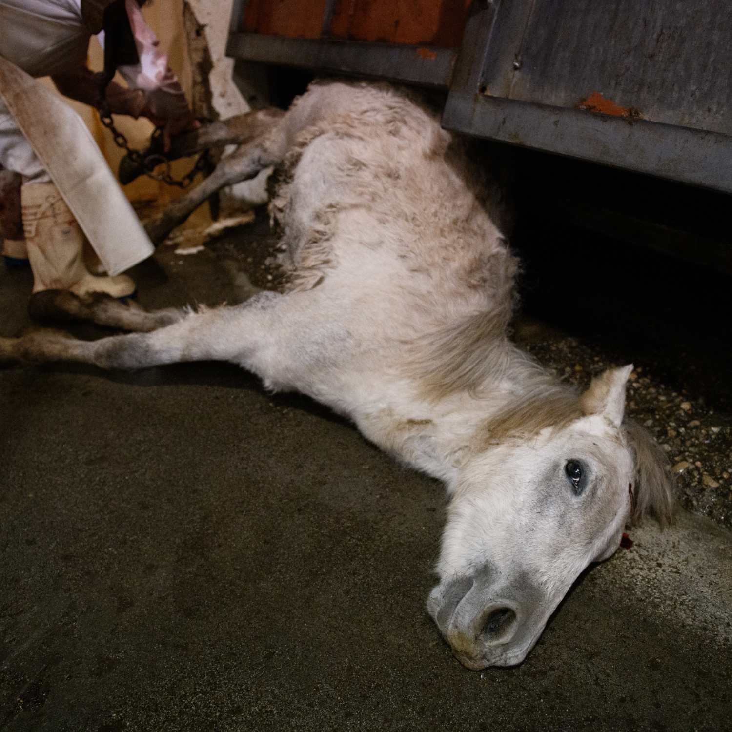 Caballo en matadero en España