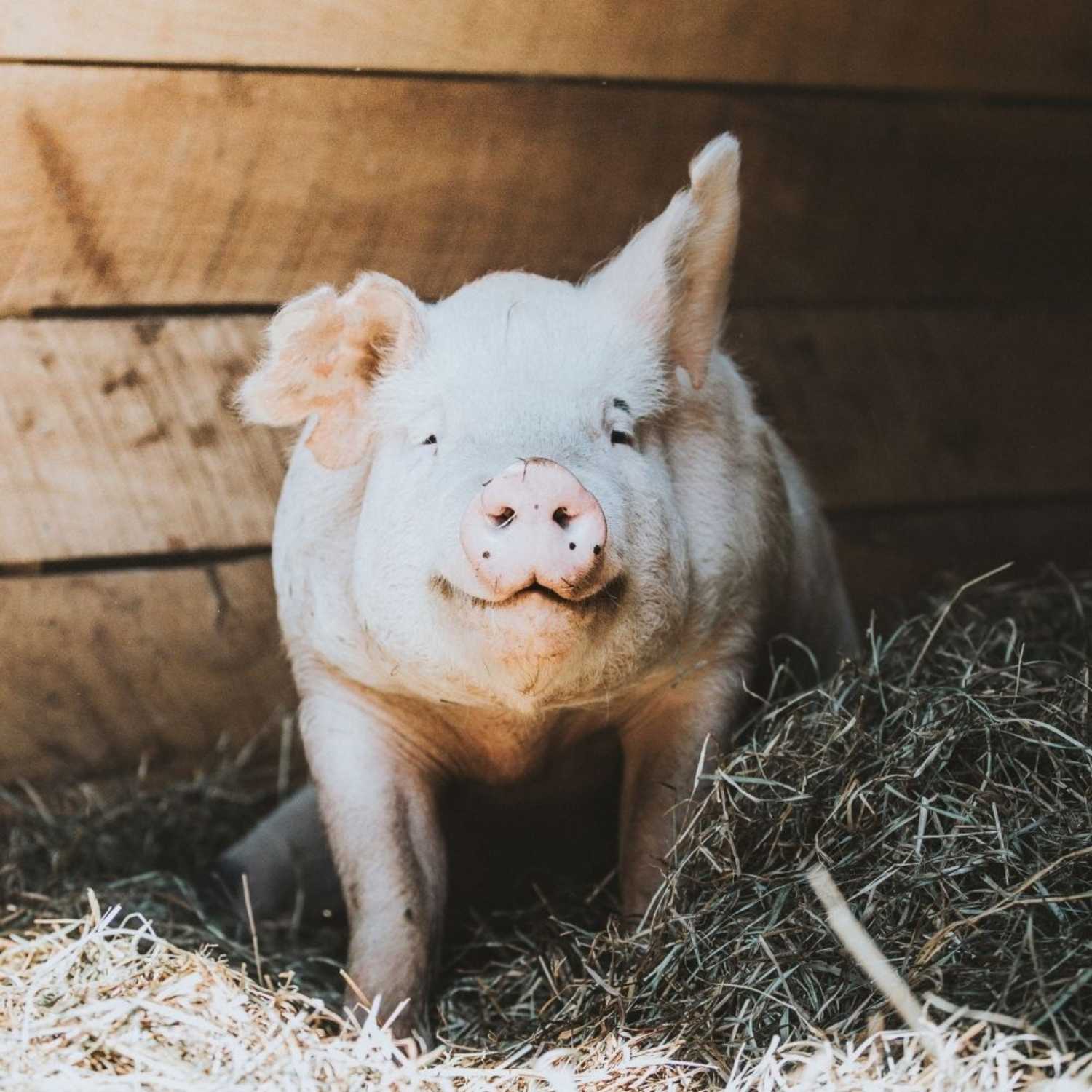 cerdito en establo