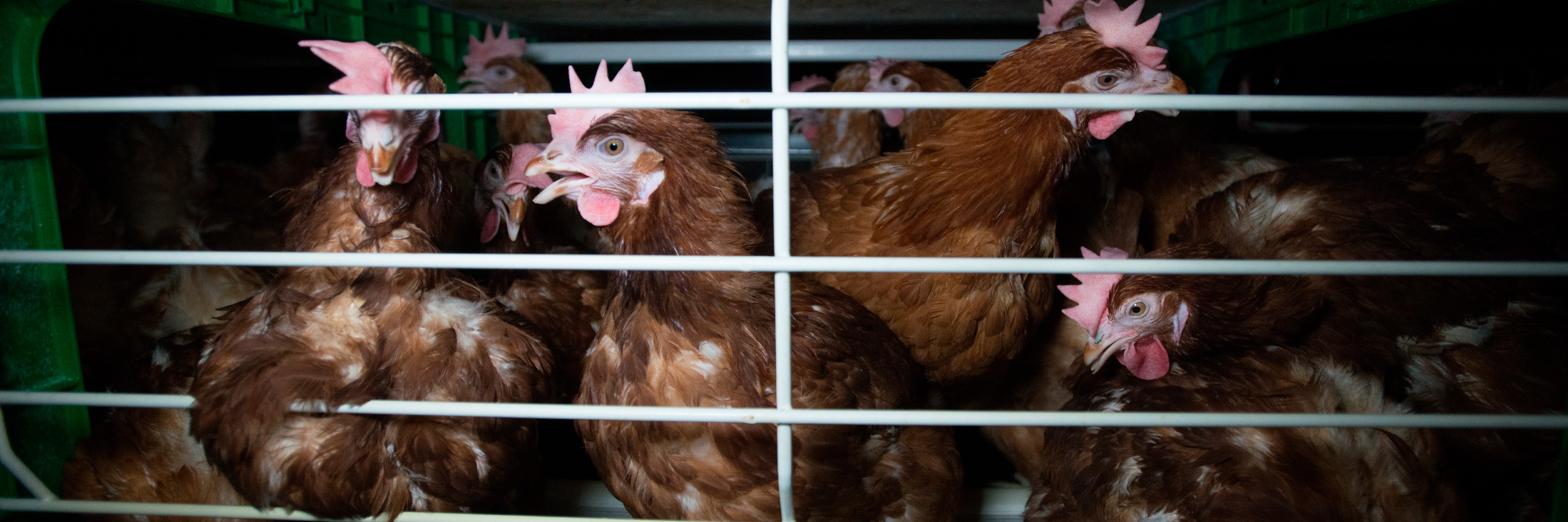 Gallinas enjauladas en España