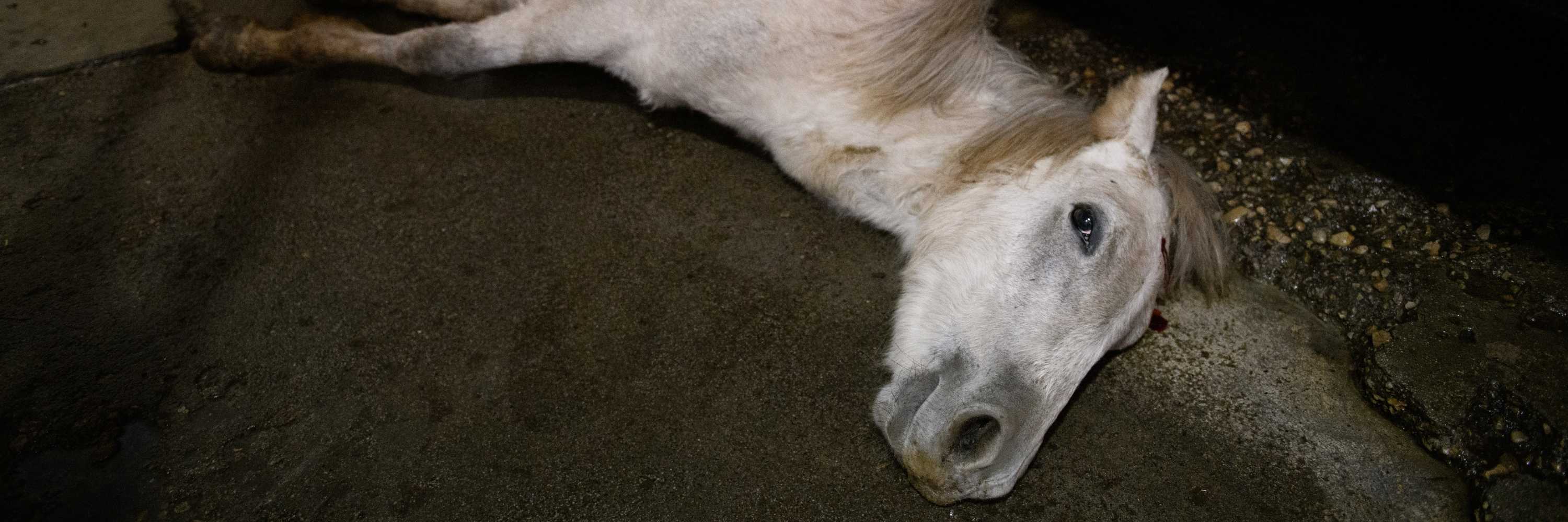 Caballo en matadero en España