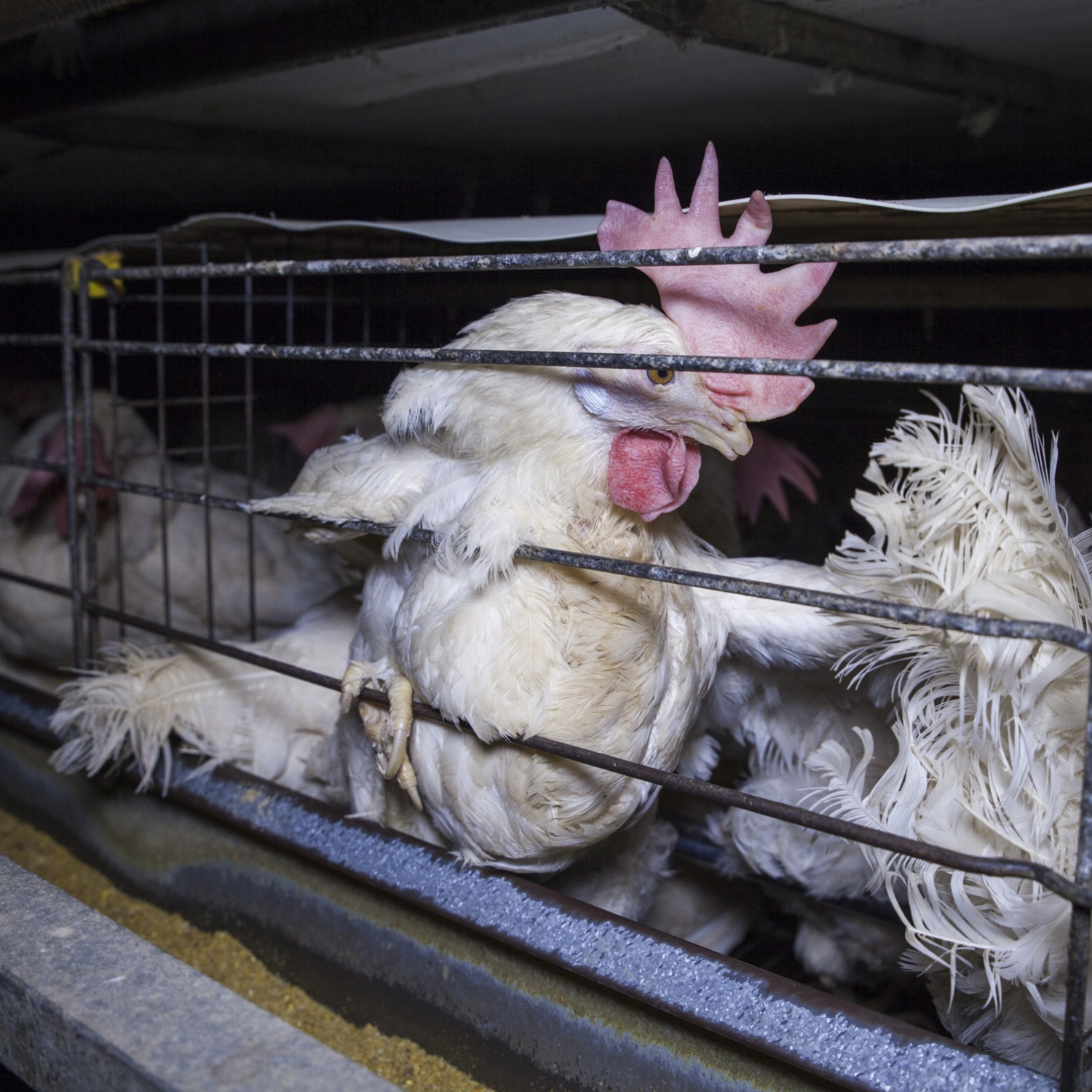 gallinas enjauladas