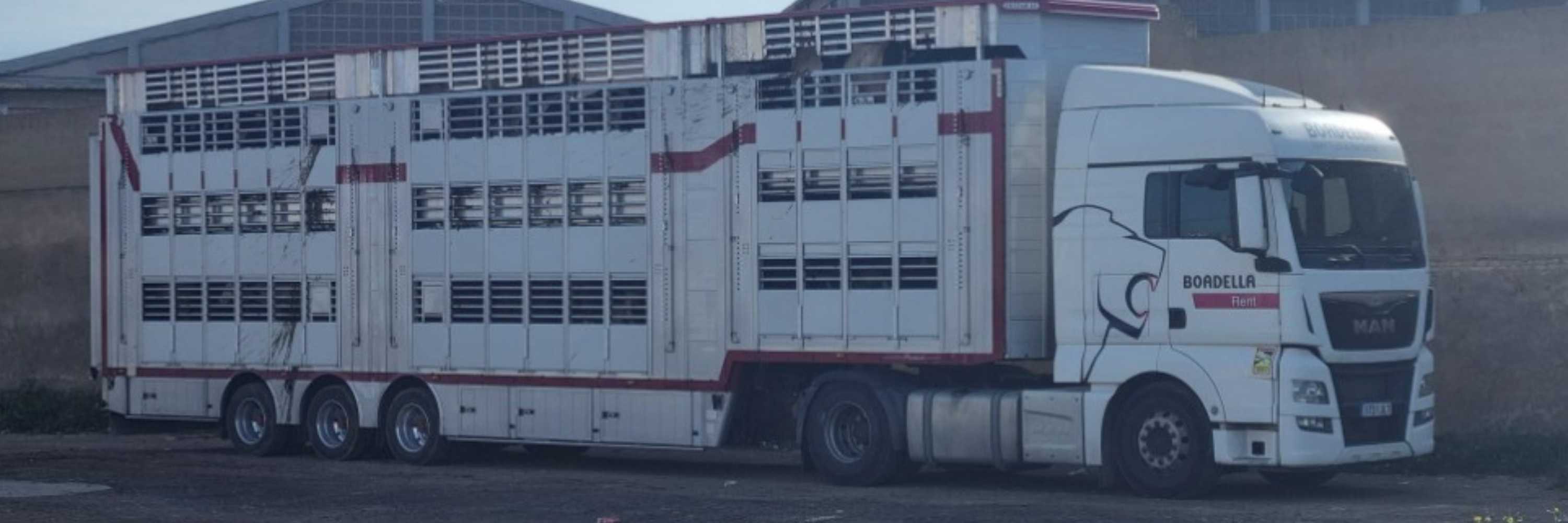 Camión cargado de terneros paralizado frente al Puerto de Cartagena
