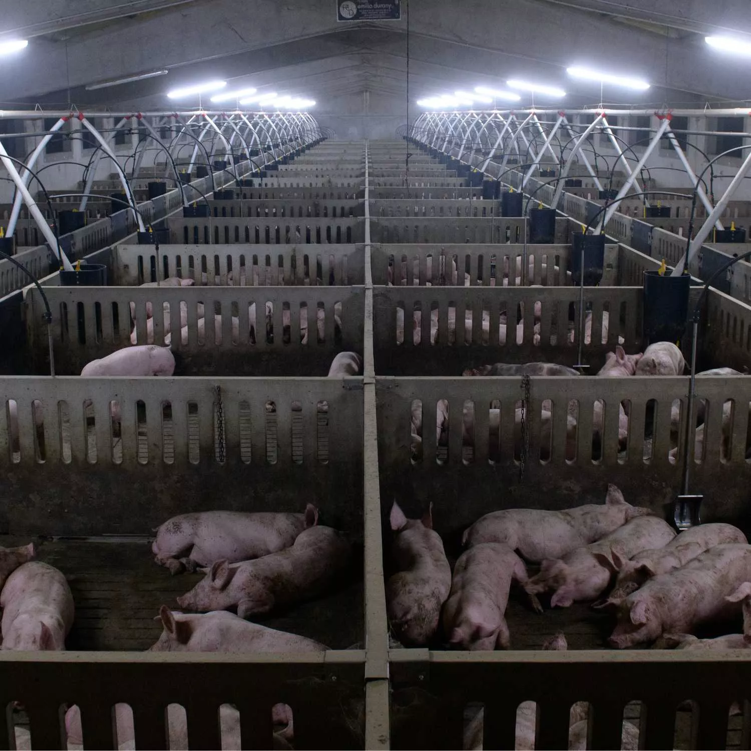 Agricultura modifica Real Decreto para retrasar mejoras para los cerdos 