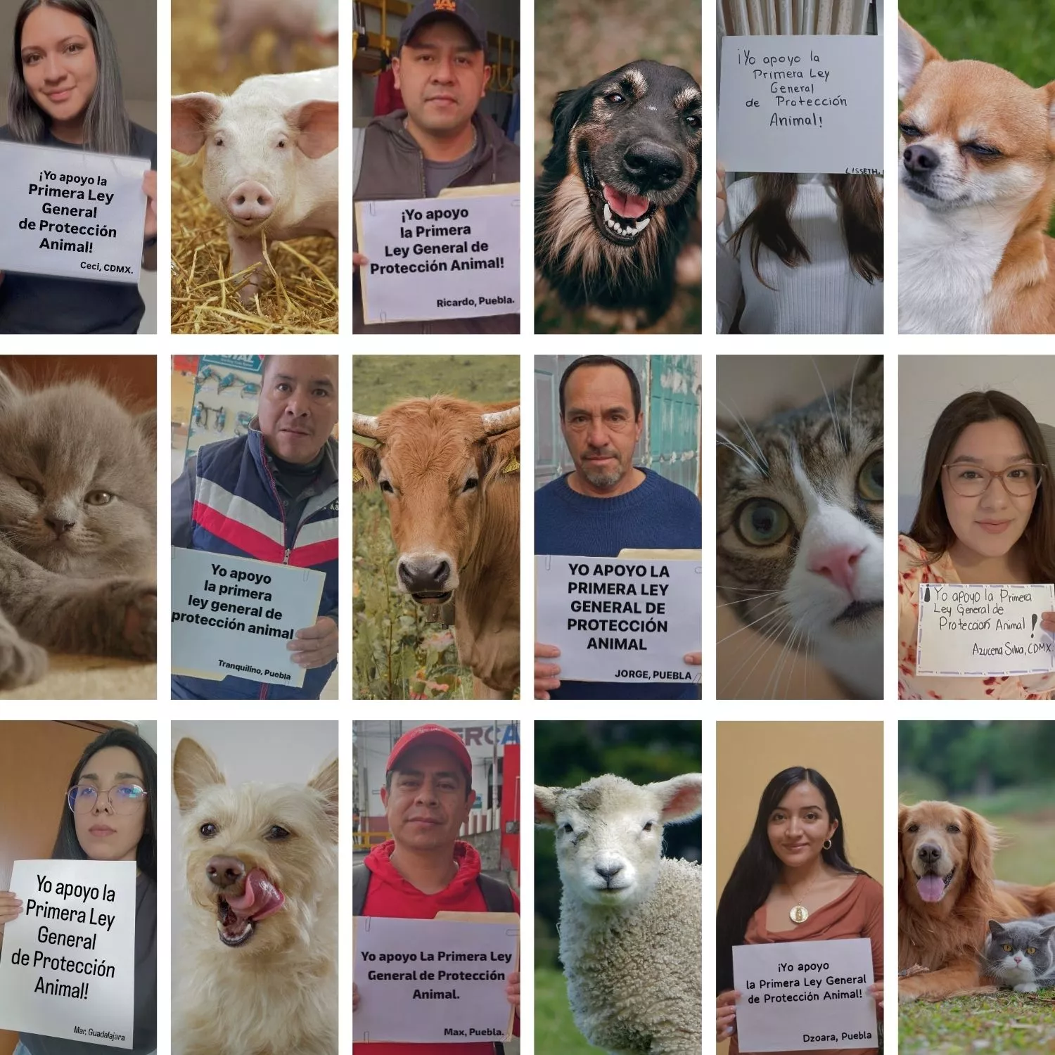 Impulsamos la primera Ley de Protección Animal en México