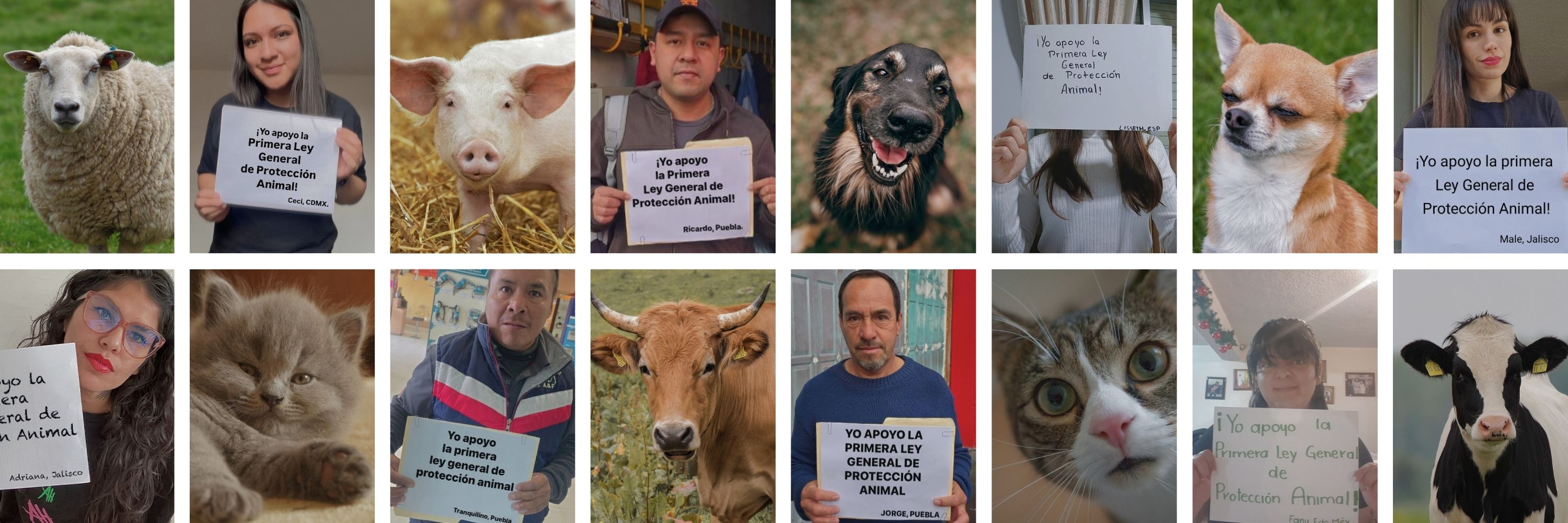 La sociedad pide una ley que proteja a los animales