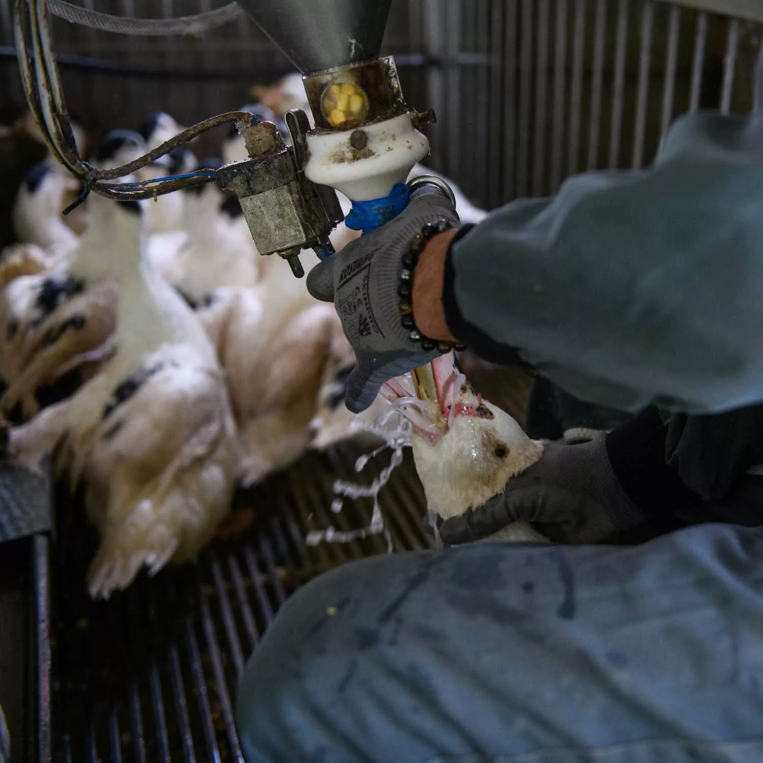 Inspecciones casi inexistentes en las granjas de producción de foie gras