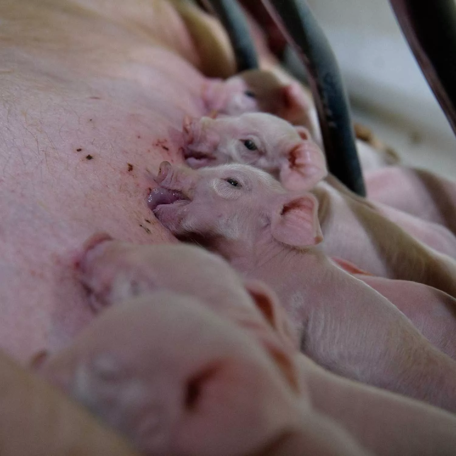 Urge un modelo agroalimentario que respete a los animales