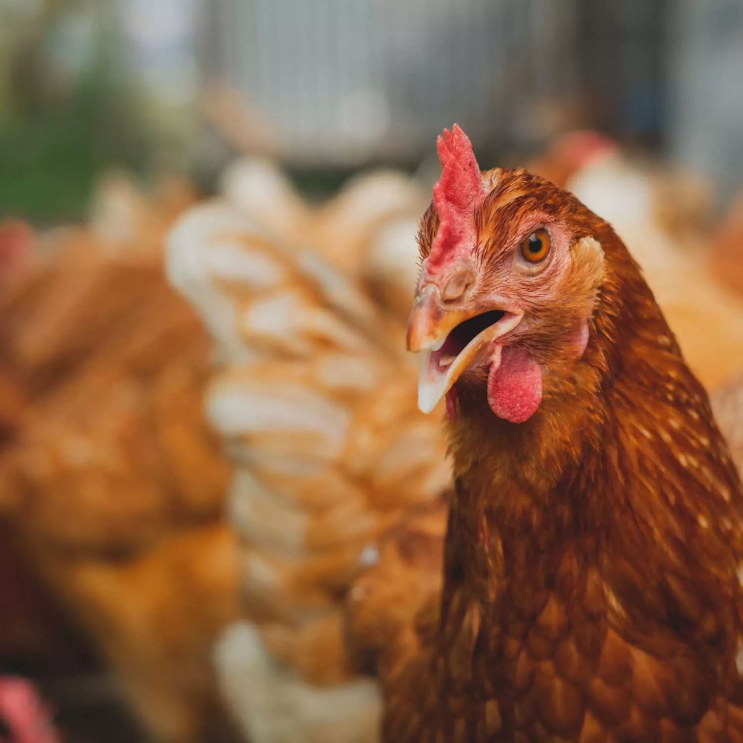 El número de gallinas enjauladas se reduce en 2 millones 