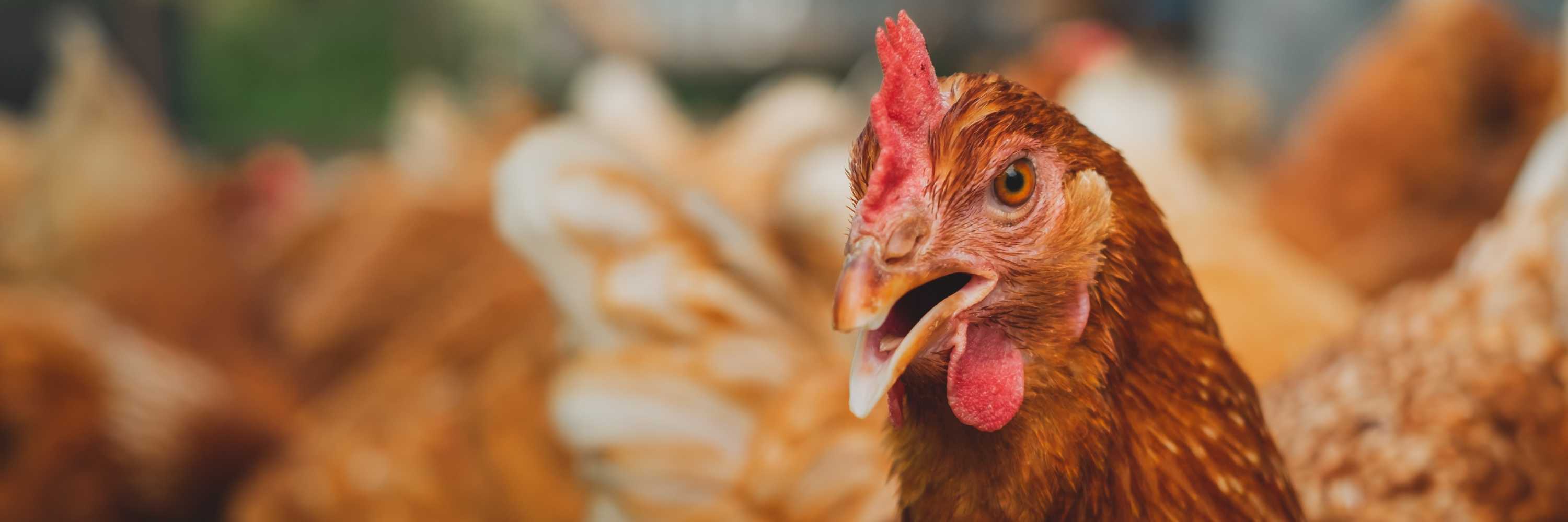gallinas en un corral
