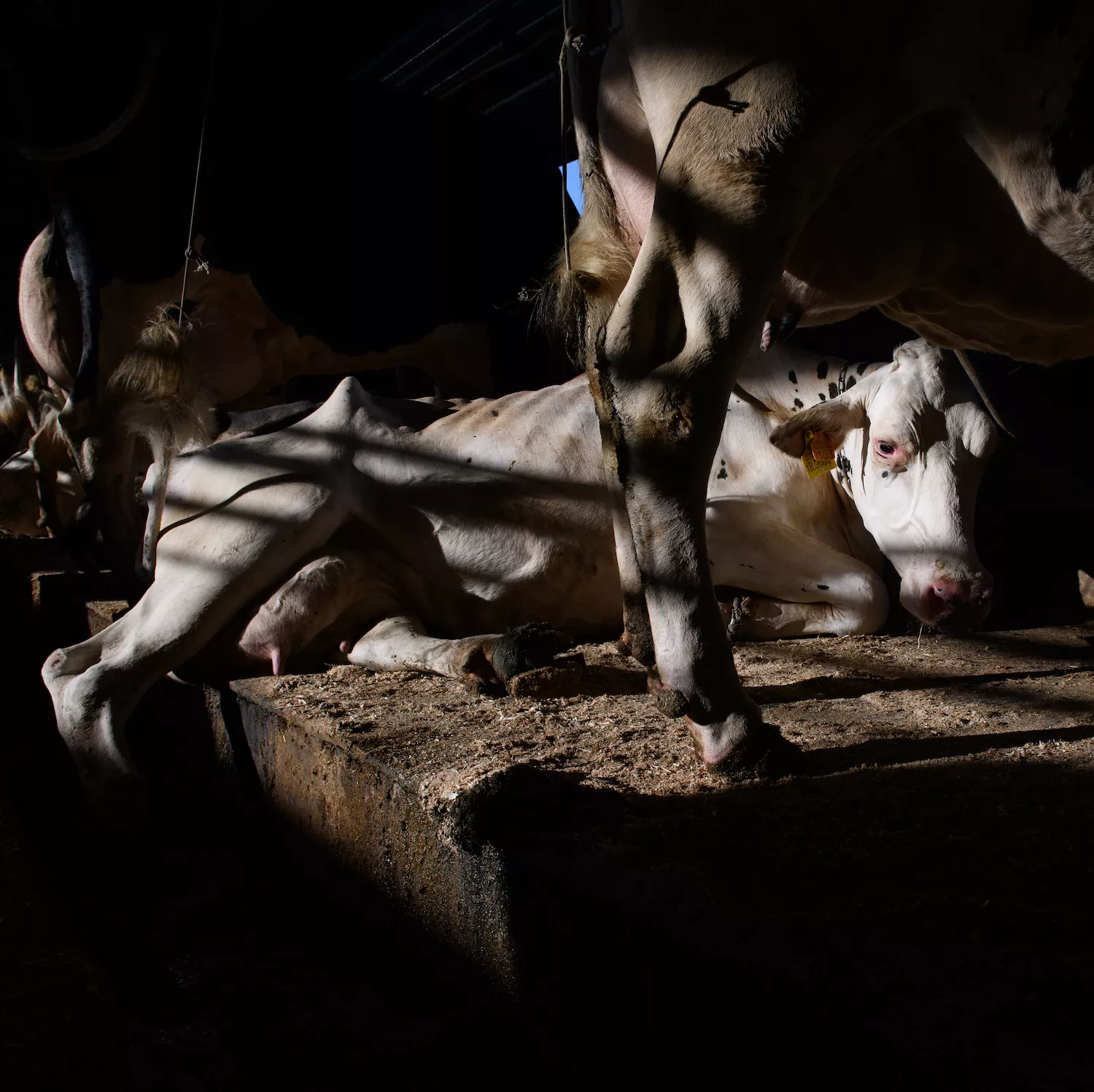 Vaca blanca, visiblemente deteriorada y con los huesos expuestos, recostada sobre un suelo sucio.