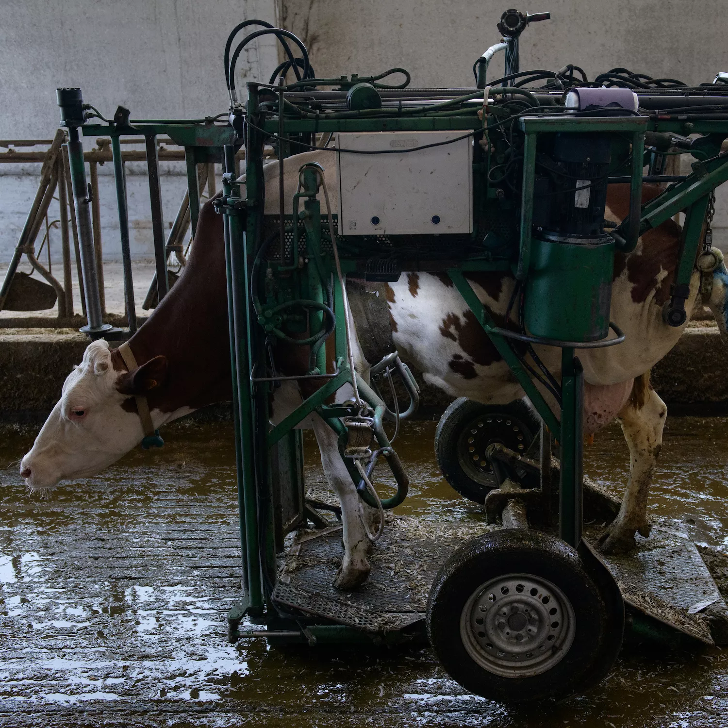 Máquina usada para recortar las pezuñas de las vacas.