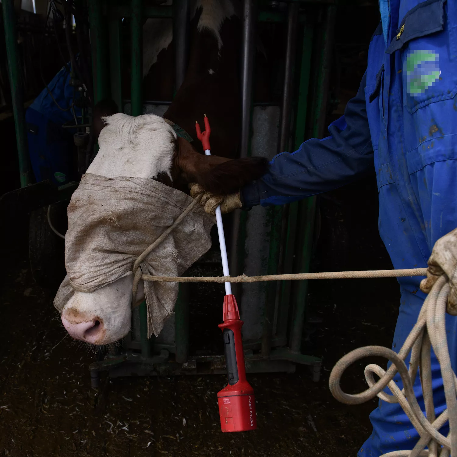 Una vaca con la cara cubierta, impidiéndole la visión, mientras una persona a su lado sostiene una picaña eléctrica, herramienta utilizada para forzar su entrada en la máquina de sujeción para el corte de pezuñas.