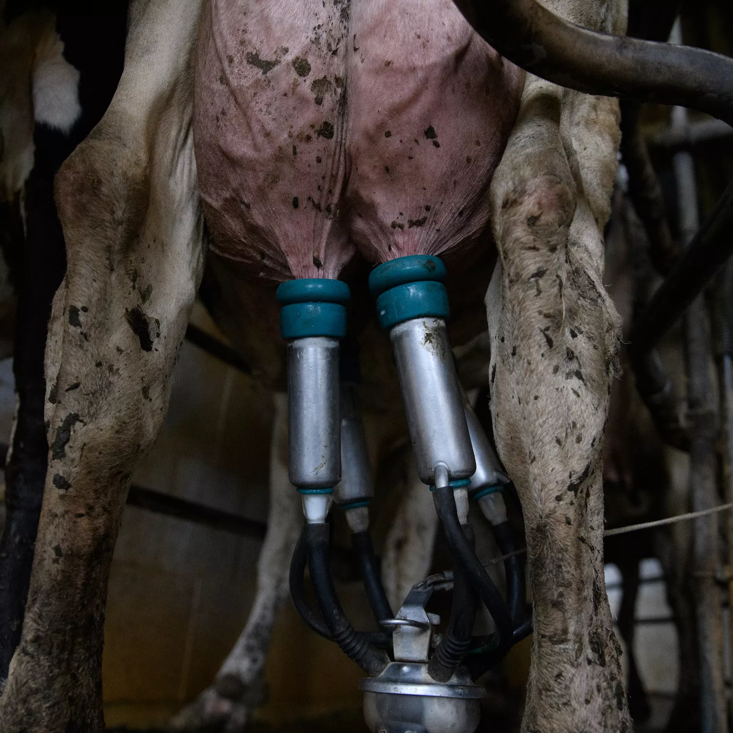 Primer plano de las ubres de una vaca conectadas a una máquina de ordeño automática.