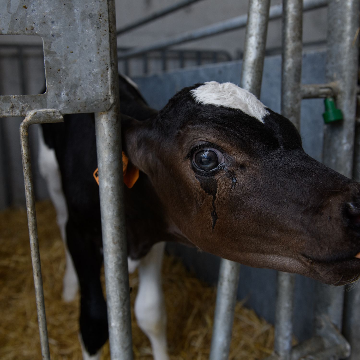 La mirada de un ternero mientras se alimenta con un líquido sustituto, método comúnmente utilizado para su alimentación.