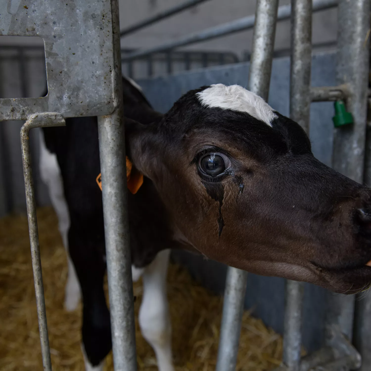 La mirada de un ternero mientras se alimenta con un líquido sustituto, método comúnmente utilizado para su alimentación.