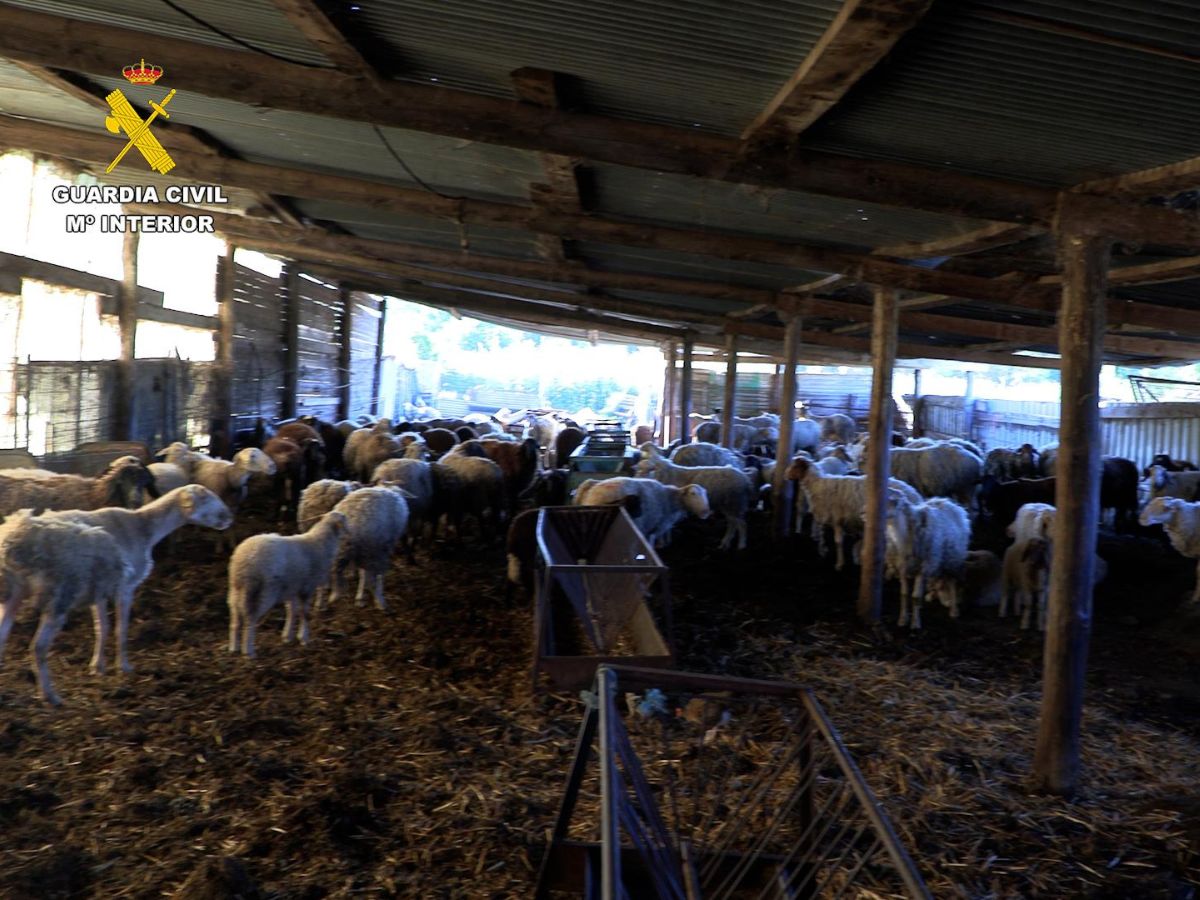 Cuadra llena de ovejas en penosas condiciones.